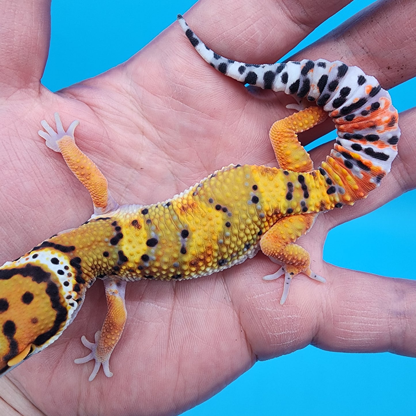 Male Tangerine Bold Bandit Emerine