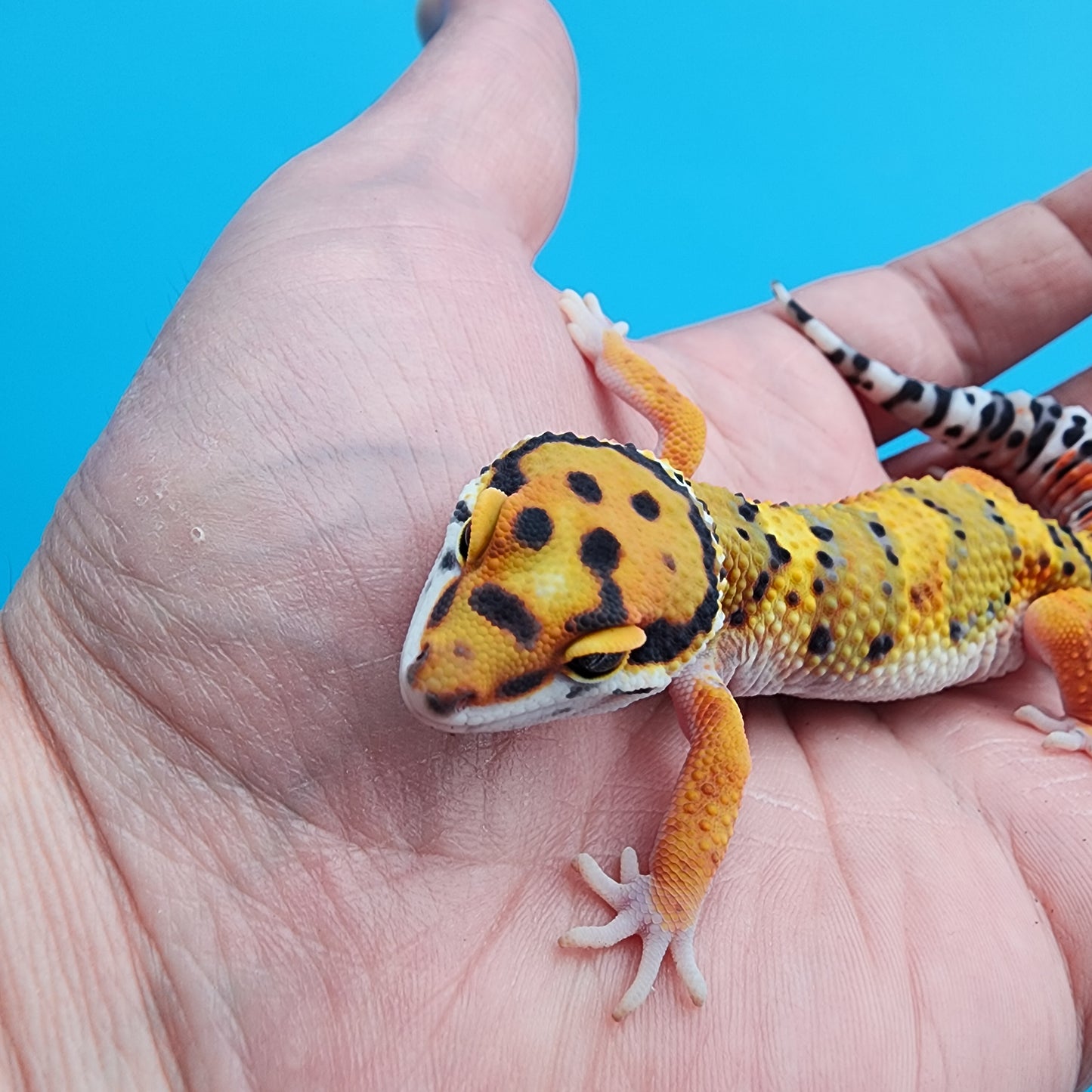 Male Tangerine Bold Bandit Emerine
