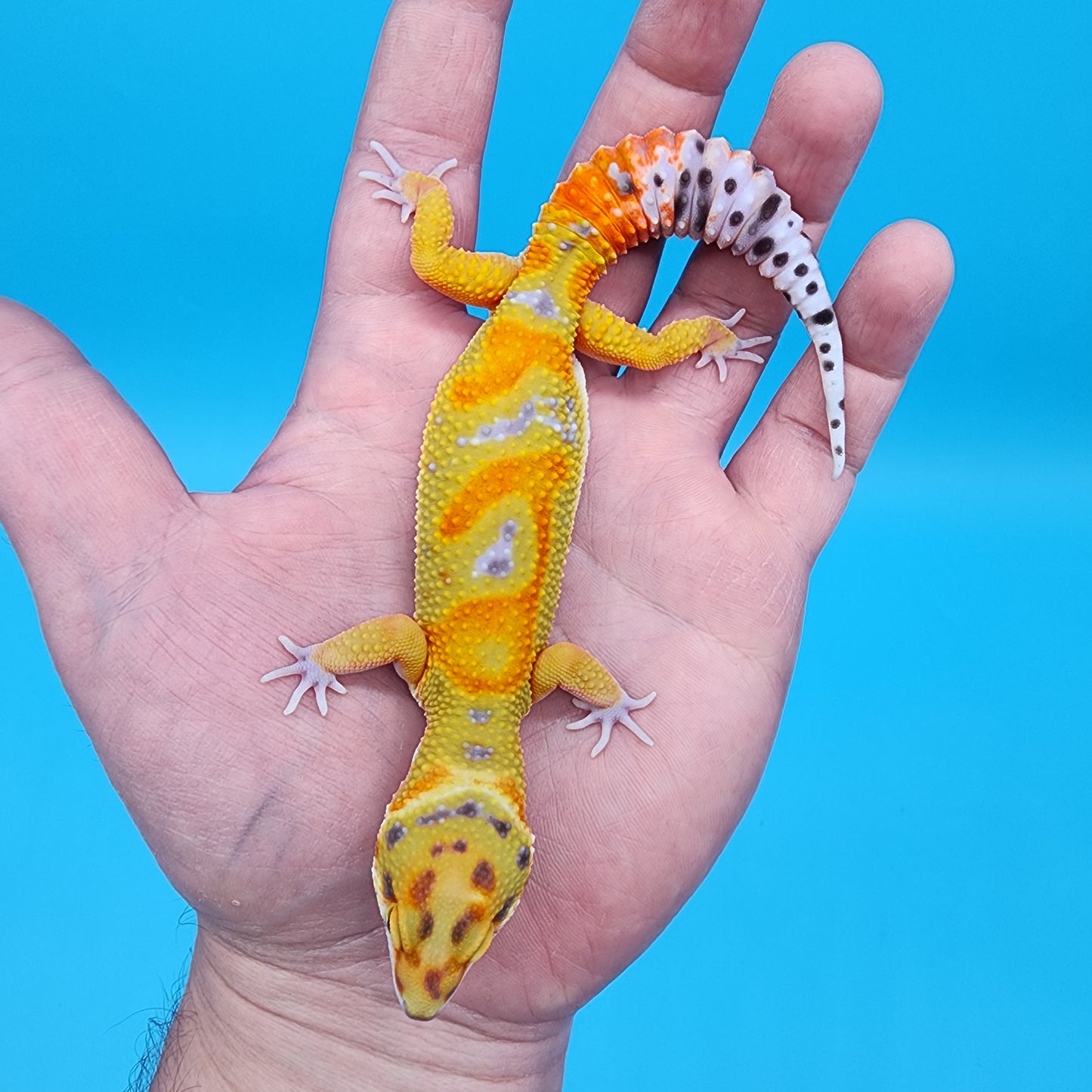 Male Clown pos. het Bell Albino