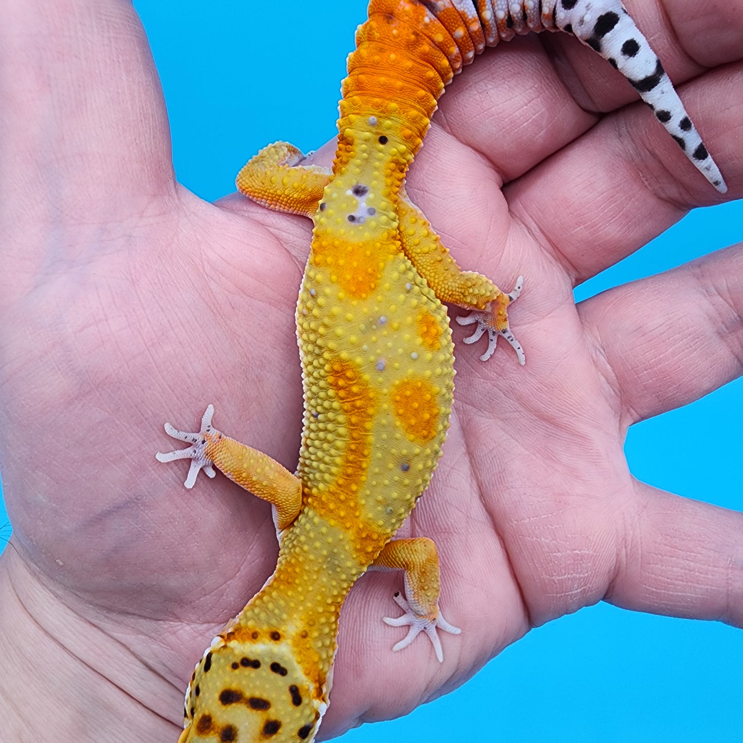 Female Clown pos. het Tremper Albino