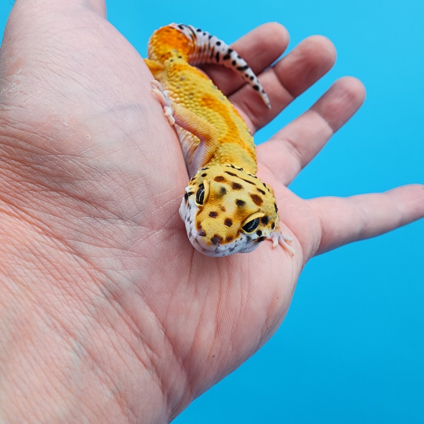 Female Clown pos. het Tremper Albino