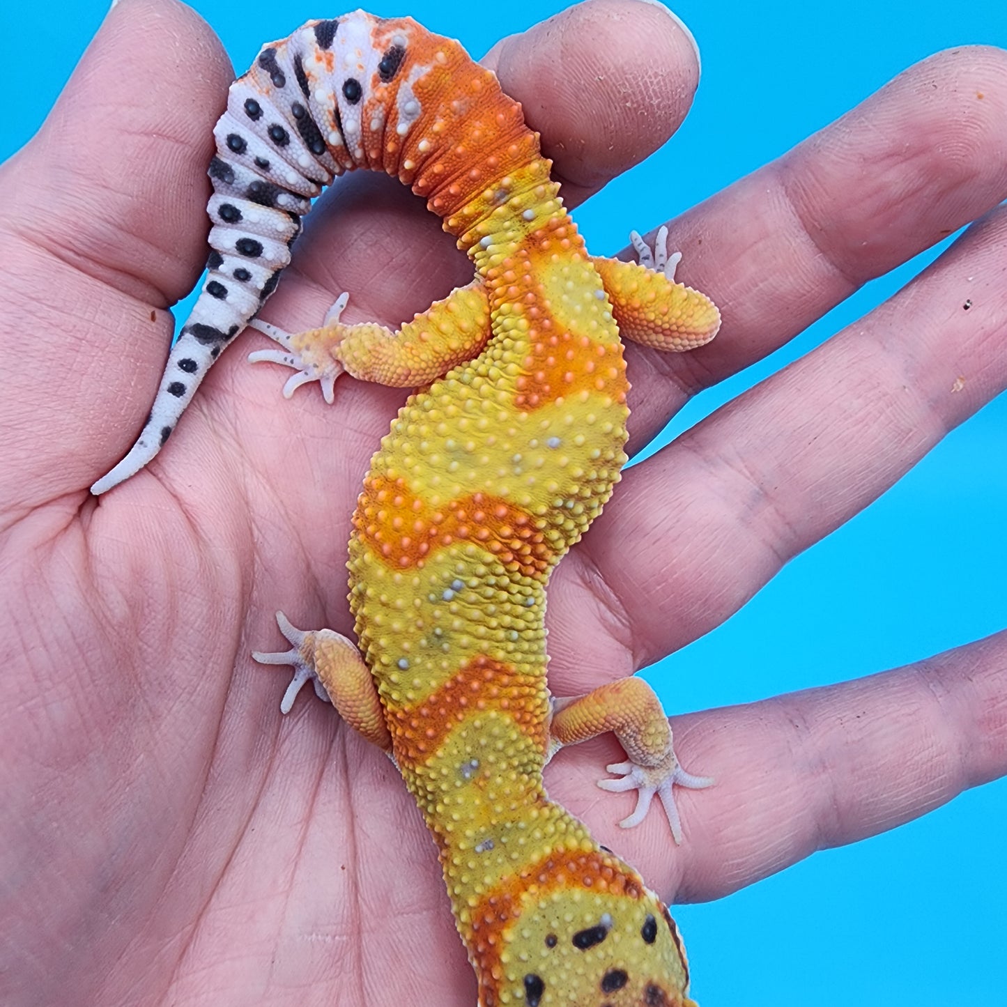 Male Clown pos. het Tremper Albino