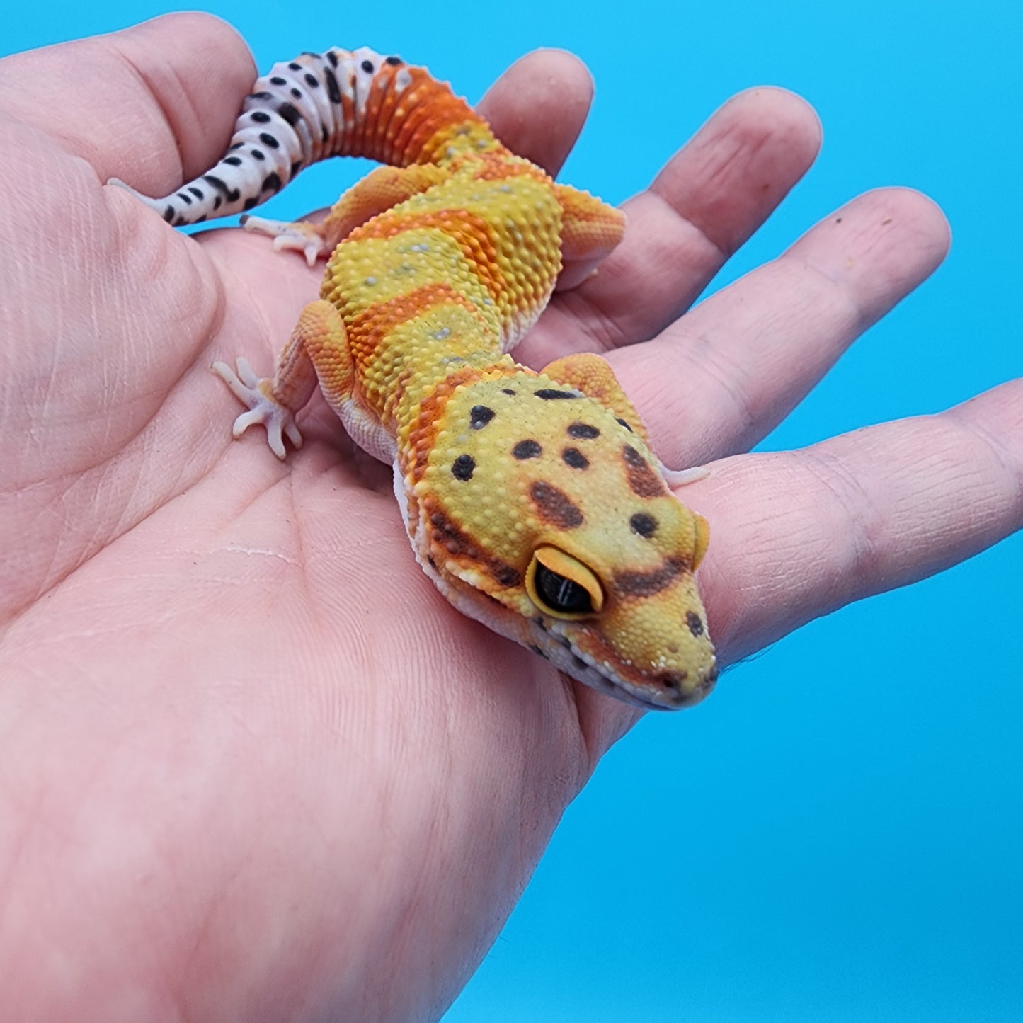 Male Clown pos. het Tremper Albino
