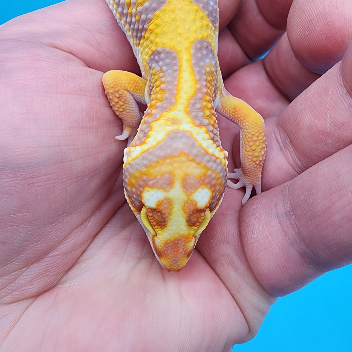 Male Fire Bold Tangerine Bold Halloween Mask Bandit Tremper Albino Owl Eyes (nice tail stripes)