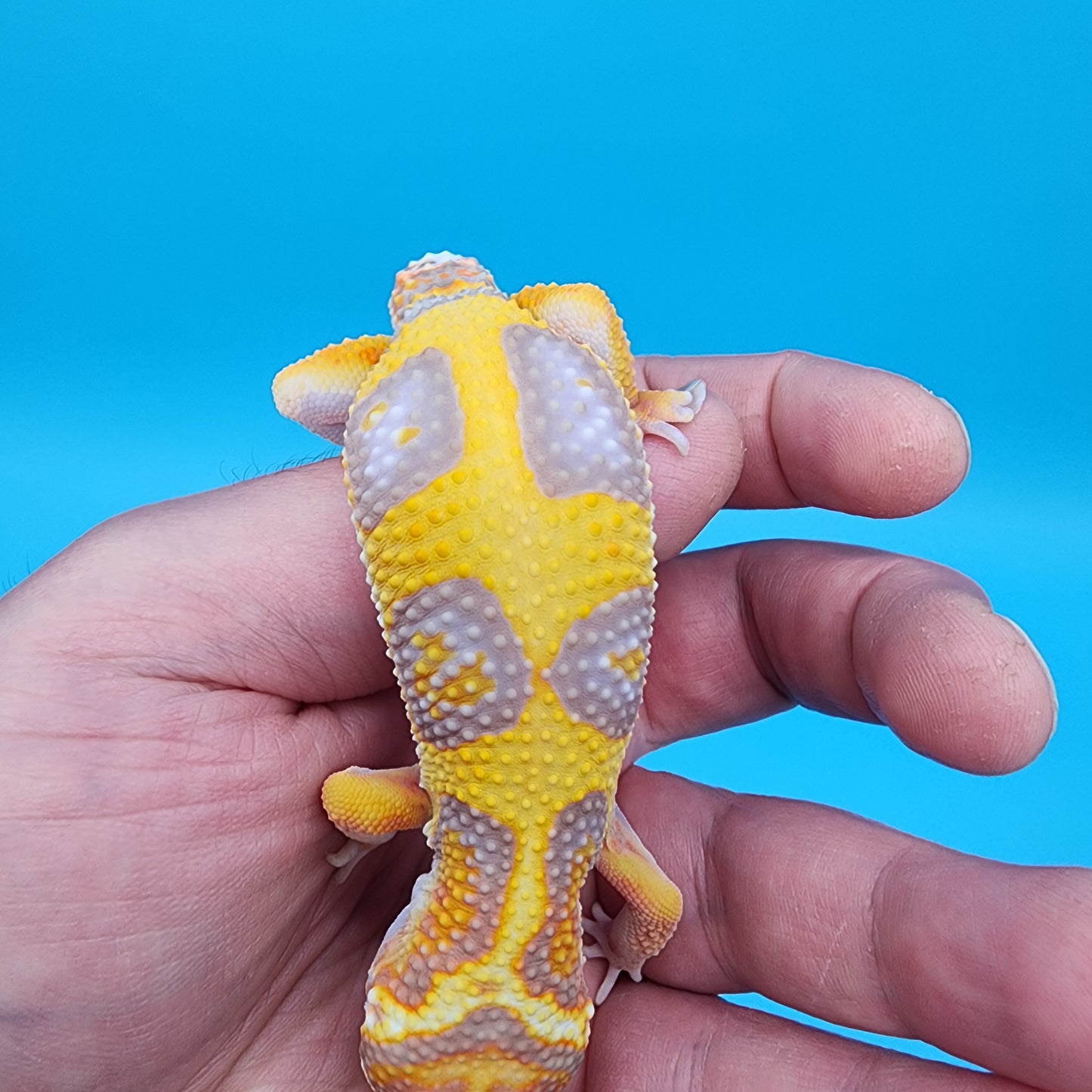 Male Fire Bold Tangerine Bold Halloween Mask Bandit Tremper Albino Owl Eyes (nice tail stripes)