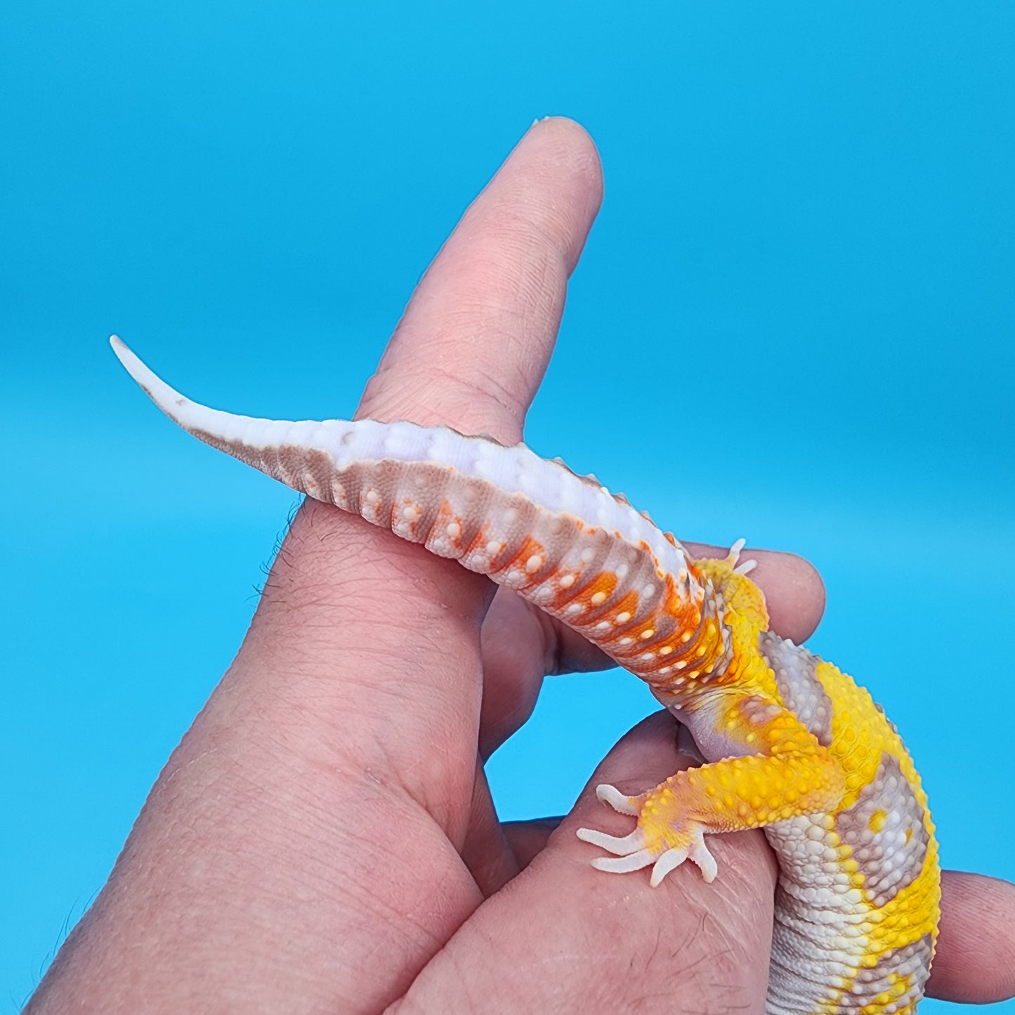 Male Fire Bold Tangerine Bold Halloween Mask Bandit Tremper Albino Owl Eyes (nice tail stripes)