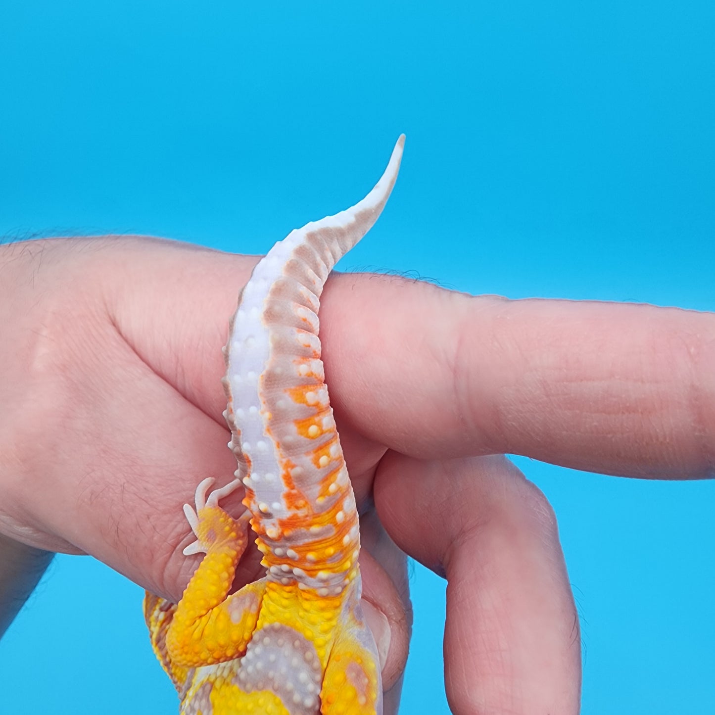 Male Fire Bold Tangerine Bold Halloween Mask Bandit Tremper Albino Owl Eyes (nice tail stripes)