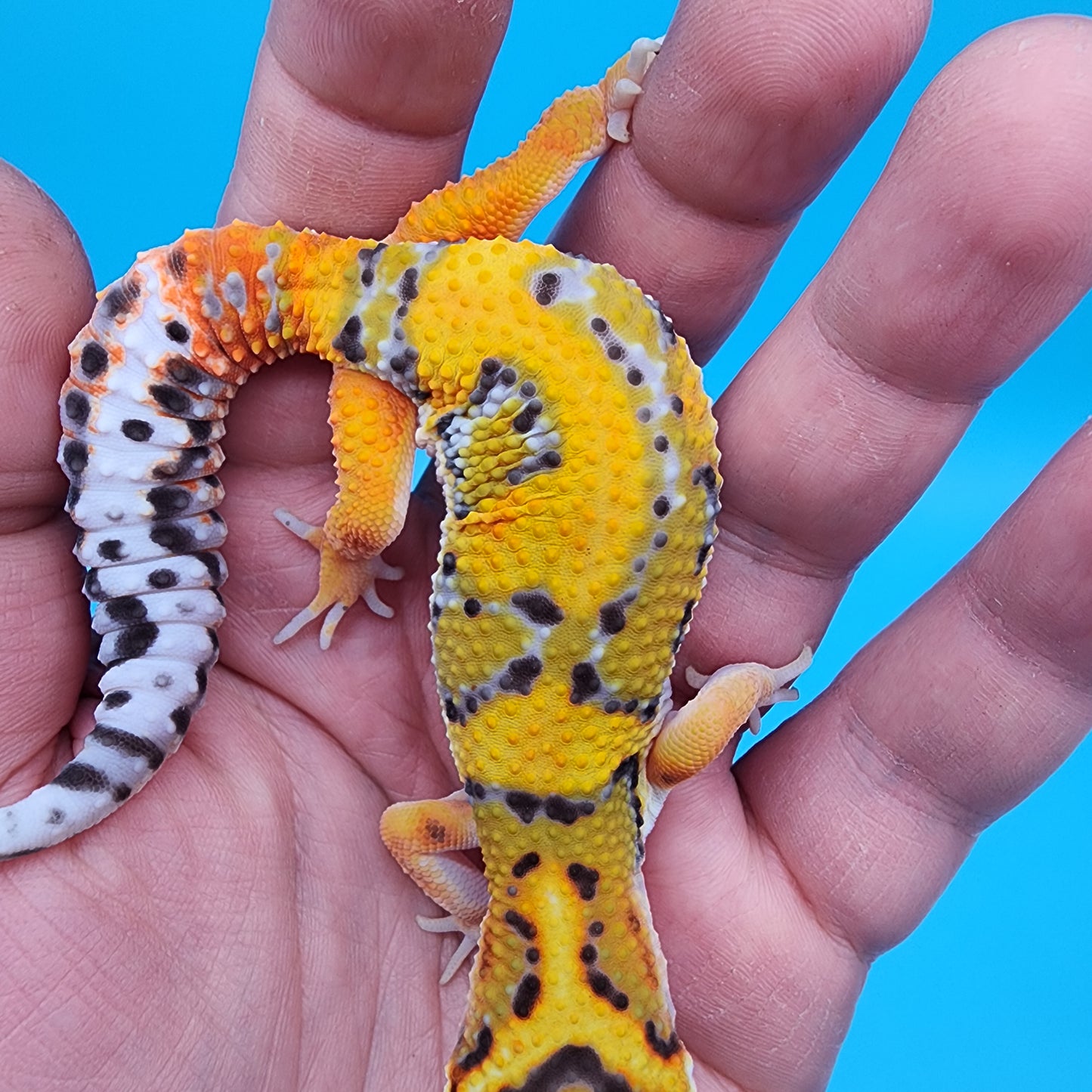 Male Fire Bold Tangerine Bold Bandit pos. het Tremper Albino (large necklace)