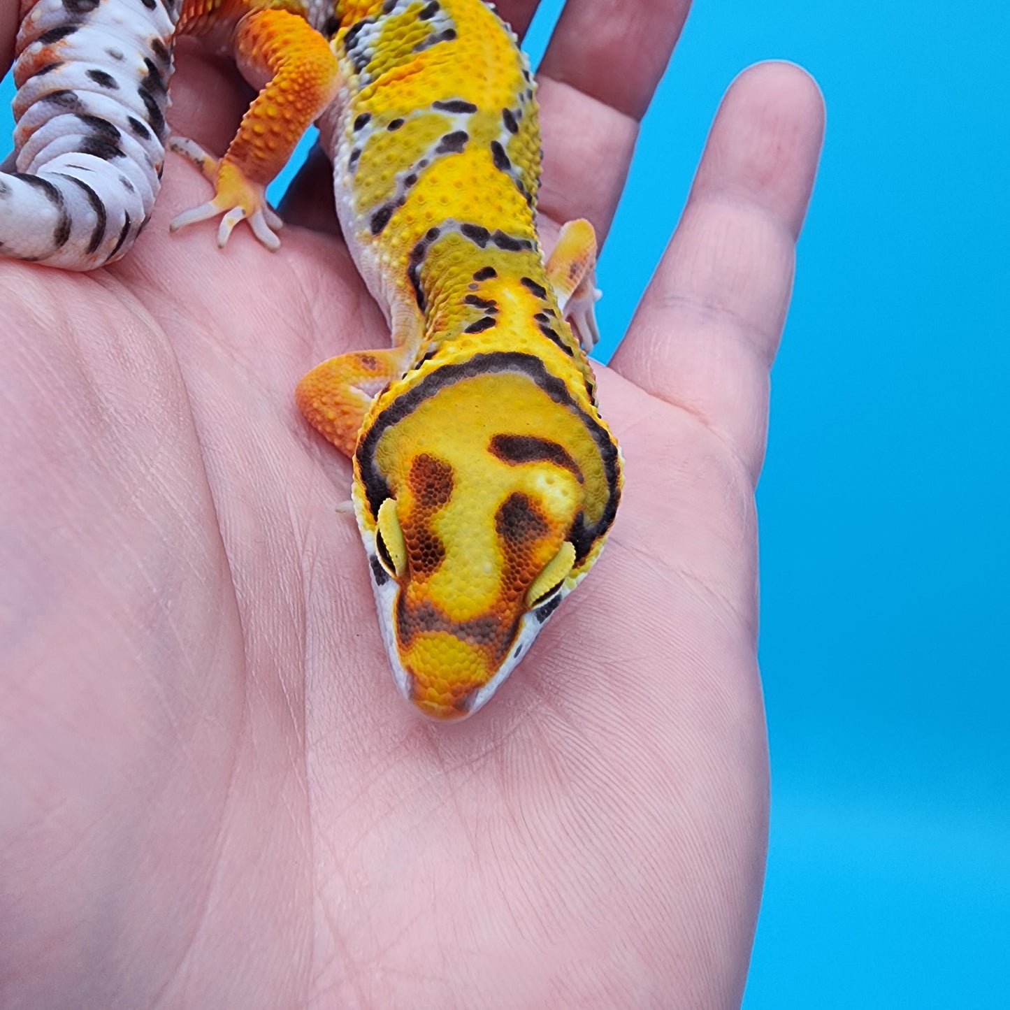 Male Fire Bold Tangerine Bold Bandit pos. het Tremper Albino (large necklace)