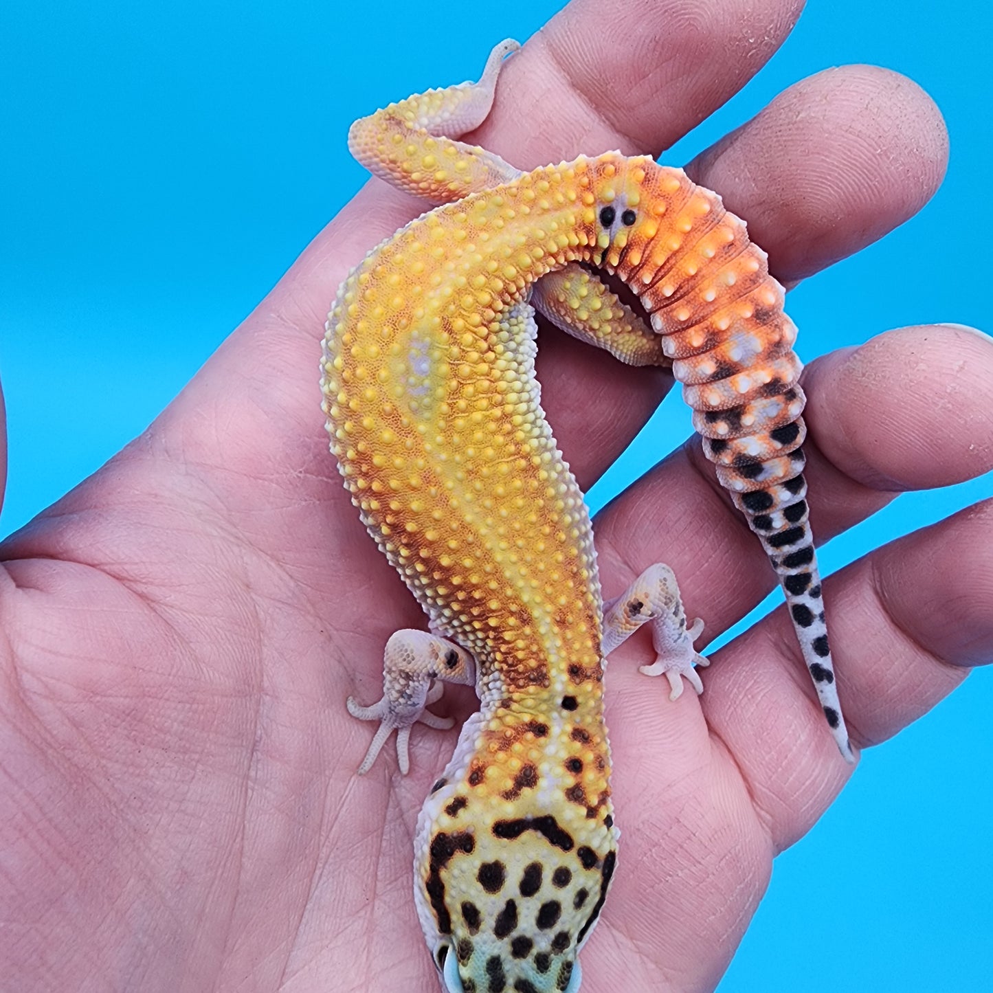 Male Tangerine Cipher