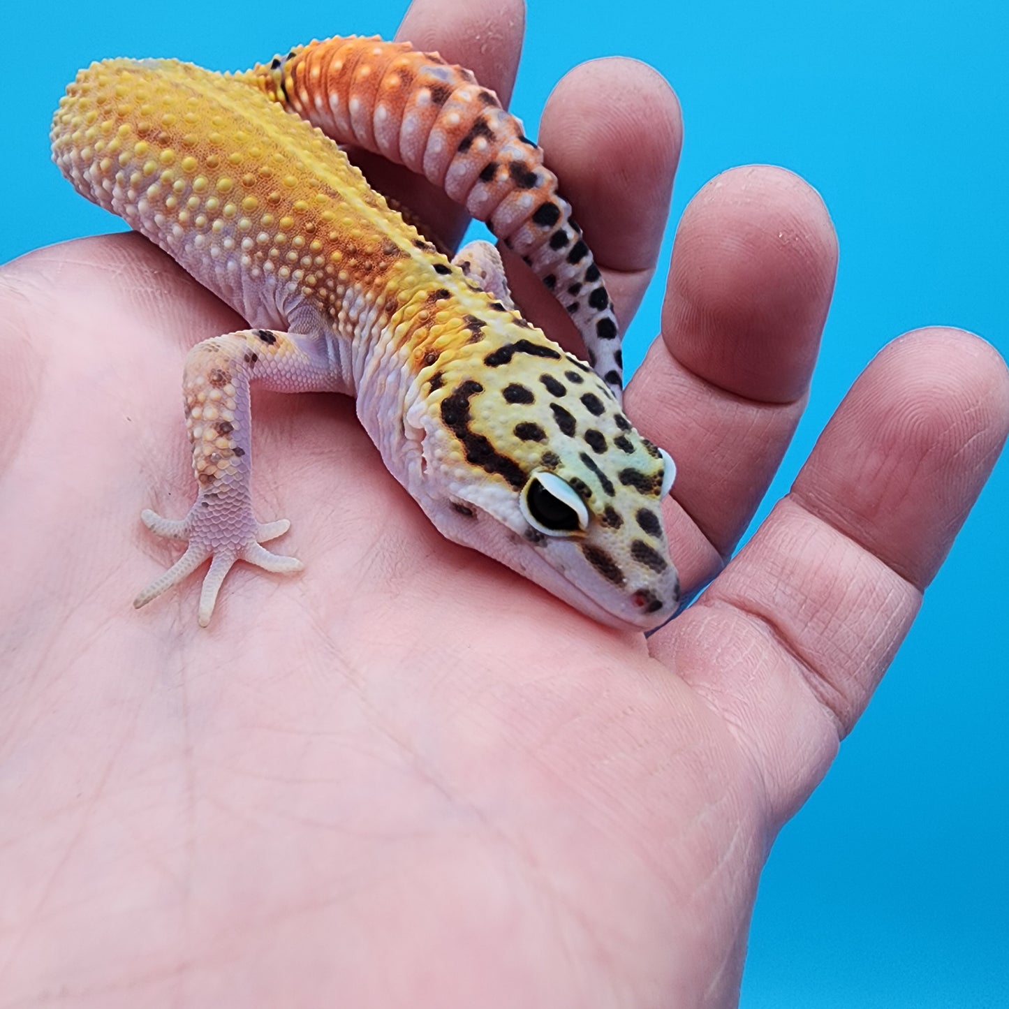Male Tangerine Cipher