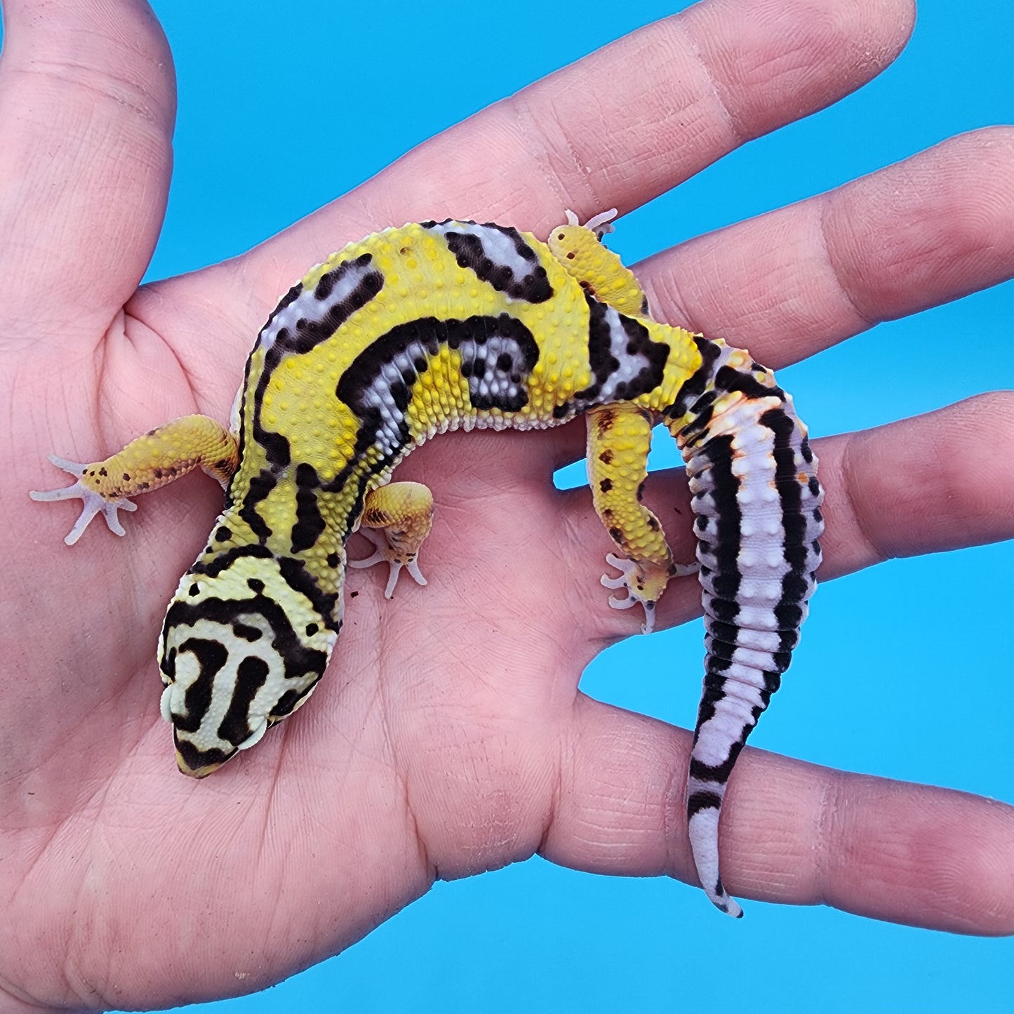 Male Fire Bold Tangerine Bold Halloween Mask Bandit Jungle pos. het Tremper Albino (nice tail stripes!)