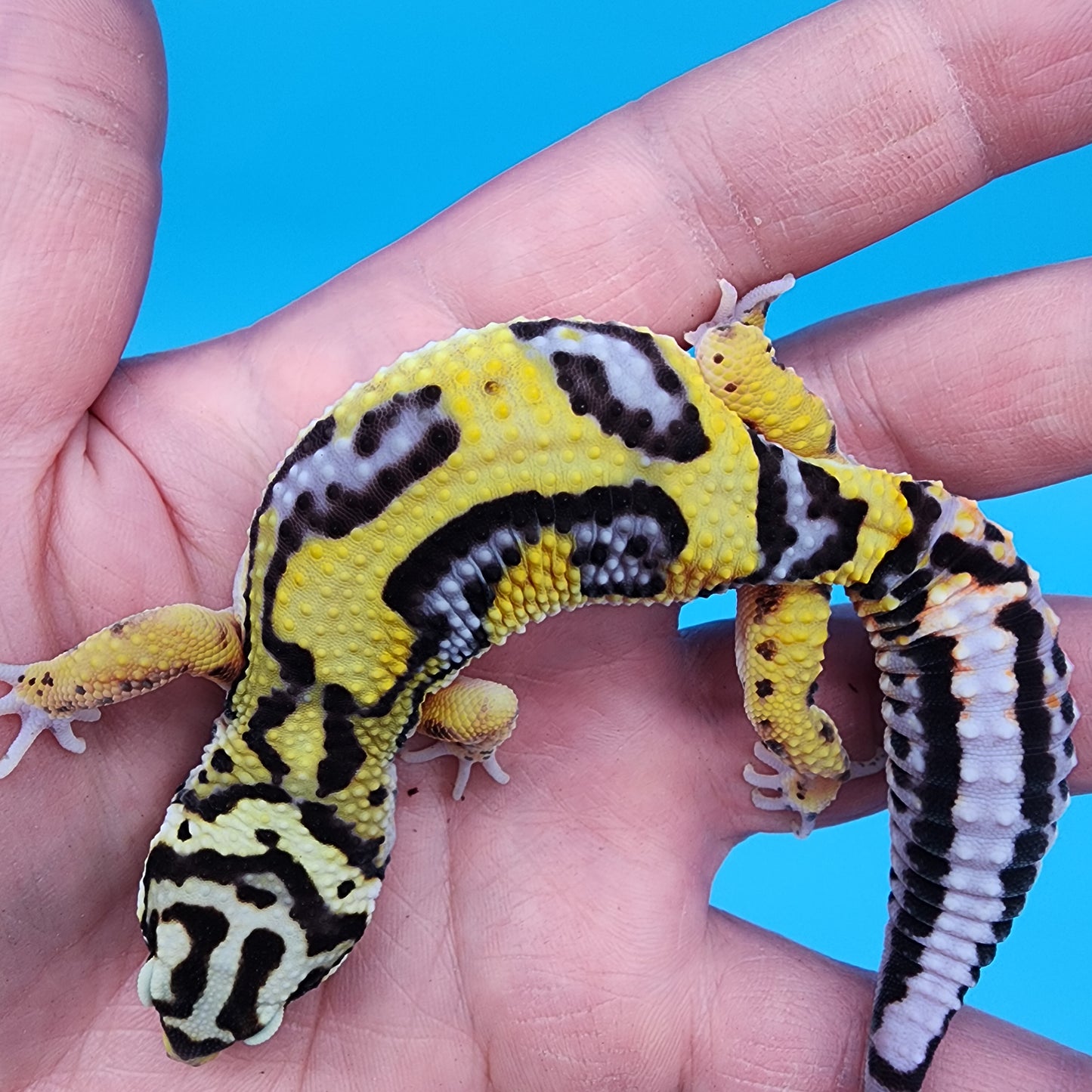 Male Fire Bold Tangerine Bold Halloween Mask Bandit Jungle pos. het Tremper Albino (nice tail stripes!)