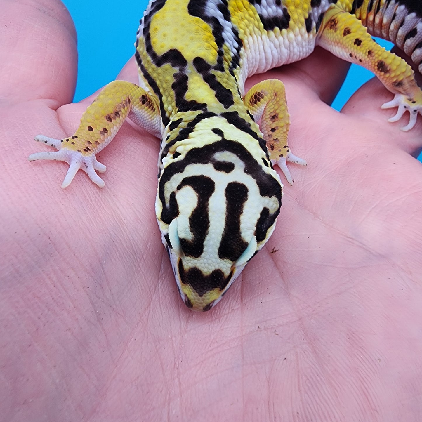 Male Fire Bold Tangerine Bold Halloween Mask Bandit Jungle pos. het Tremper Albino (nice tail stripes!)