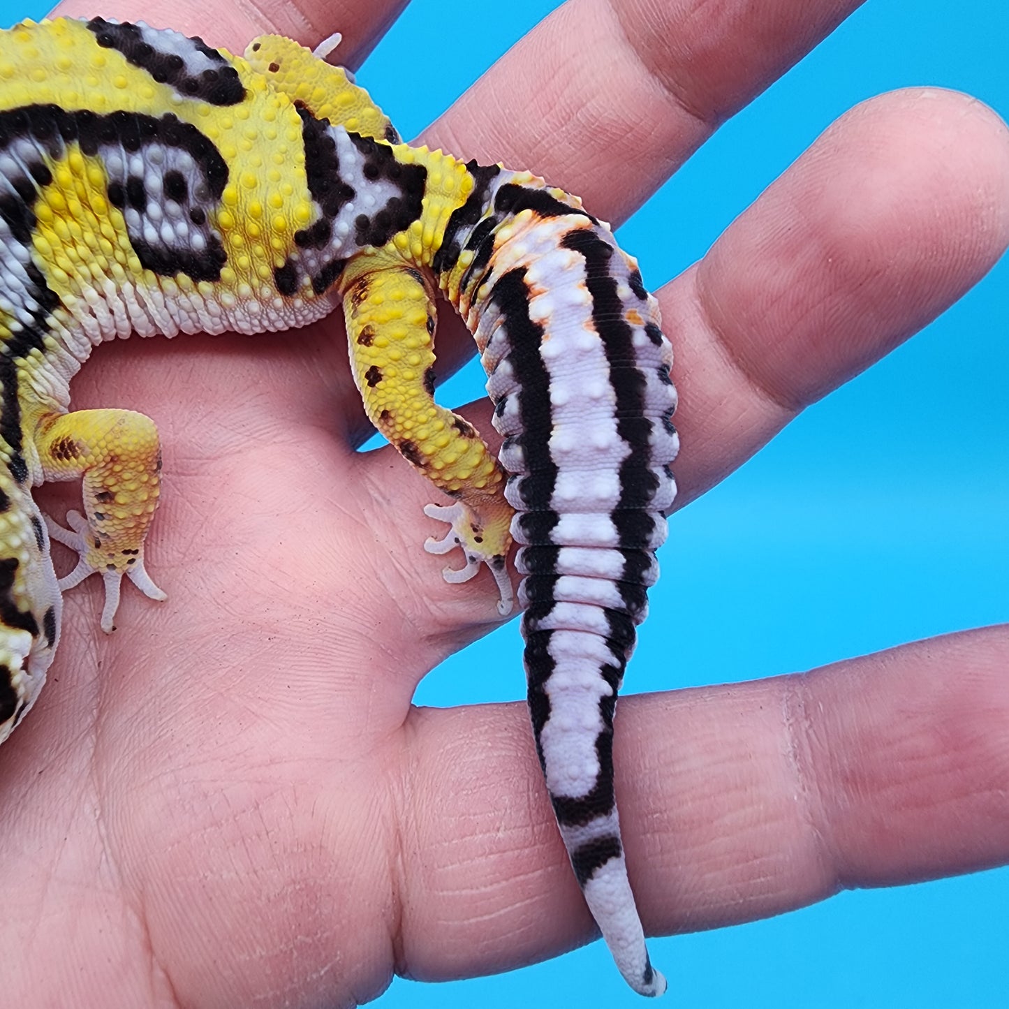 Male Fire Bold Tangerine Bold Halloween Mask Bandit Jungle pos. het Tremper Albino (nice tail stripes!)