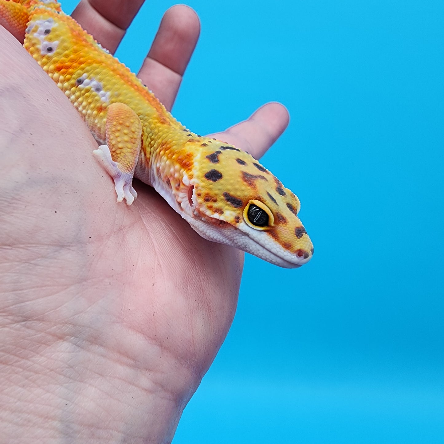 Male Clown pos. het Bell Albino