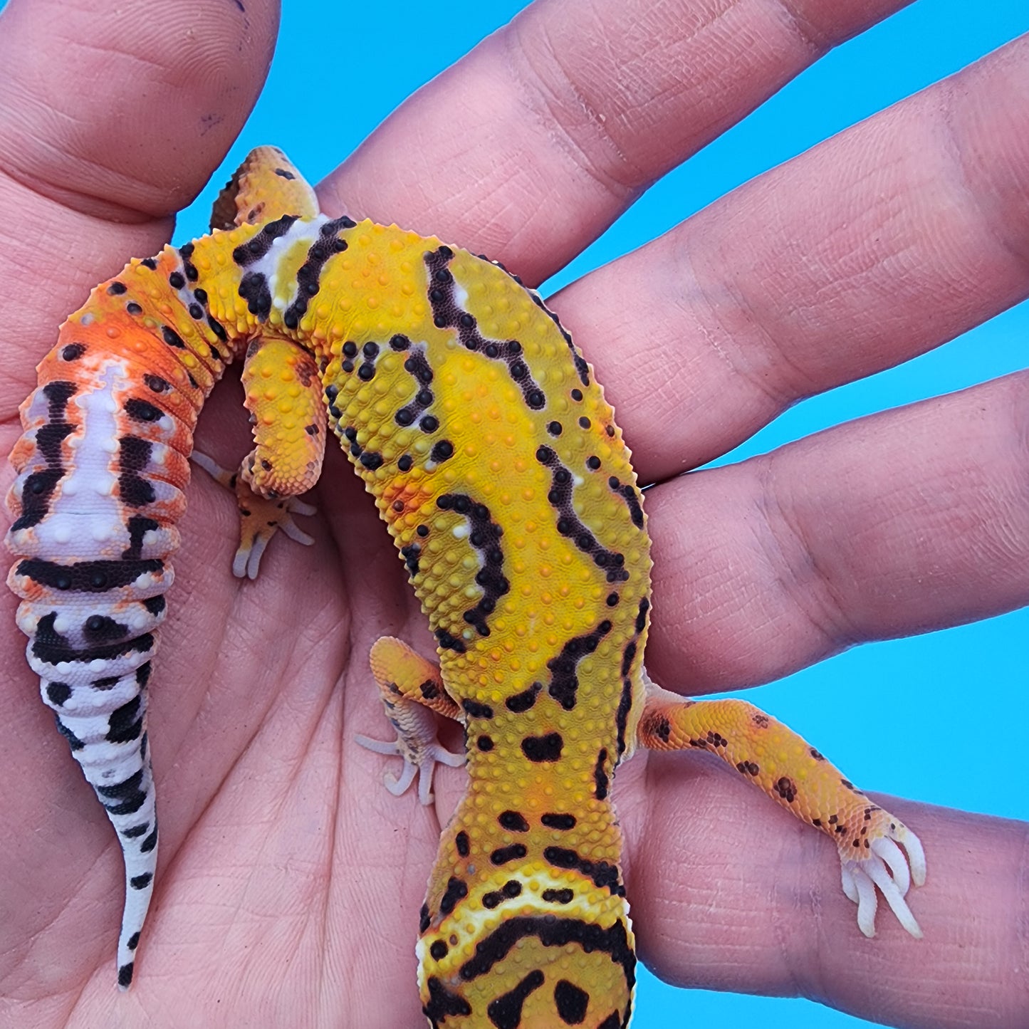 Male Tangerine Bold Jungle