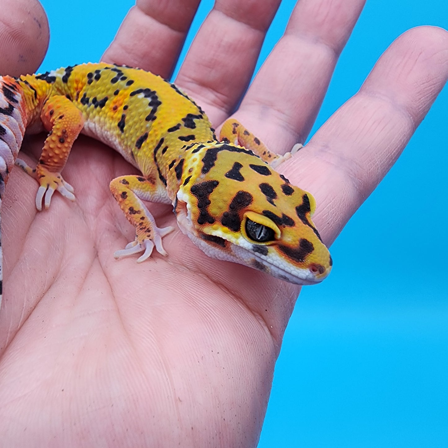 Male Tangerine Bold Jungle