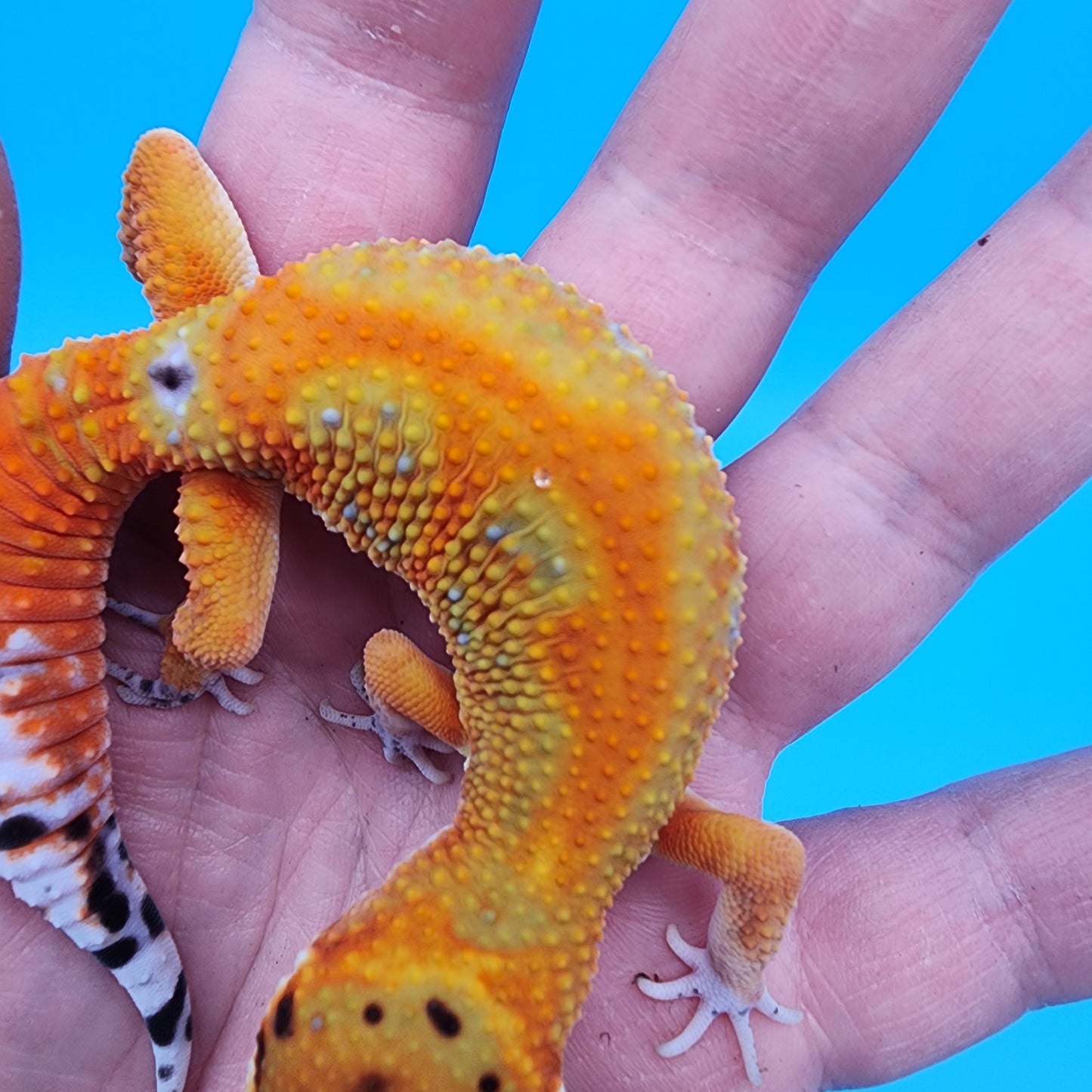 Male Clown