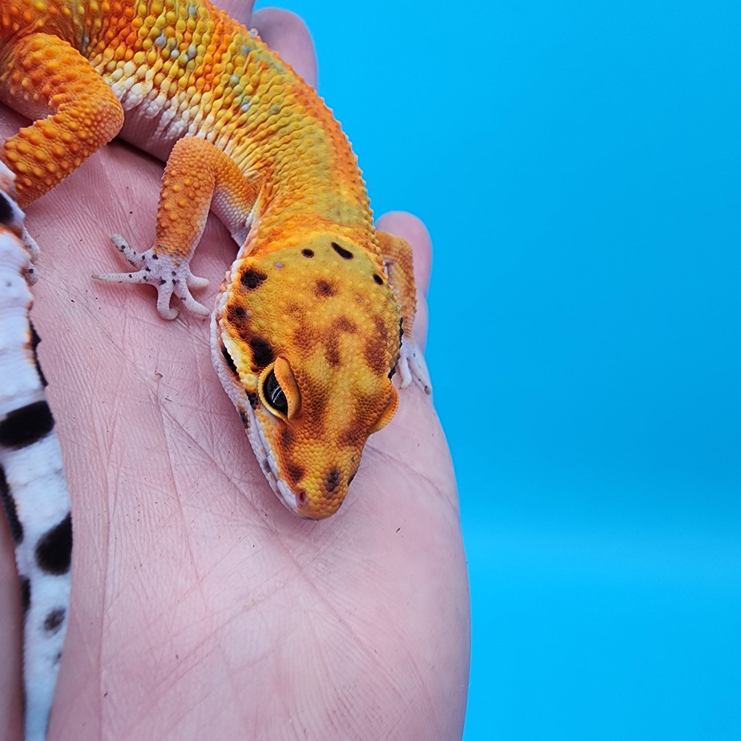 Male Clown