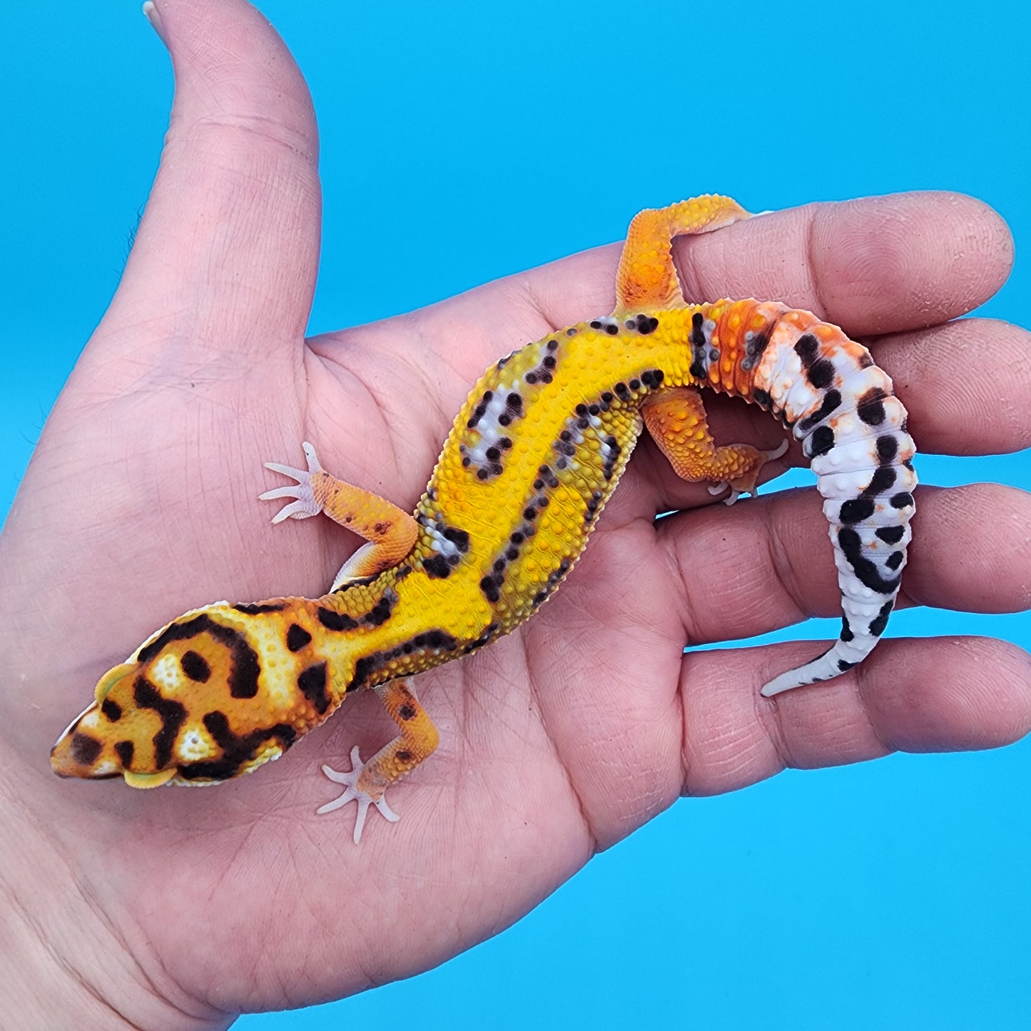 Male Tangerine Bold Halloween Mask Bandit Jungle pos het Tremper Albino Owl Eyes (Snorkel Head Stamp)