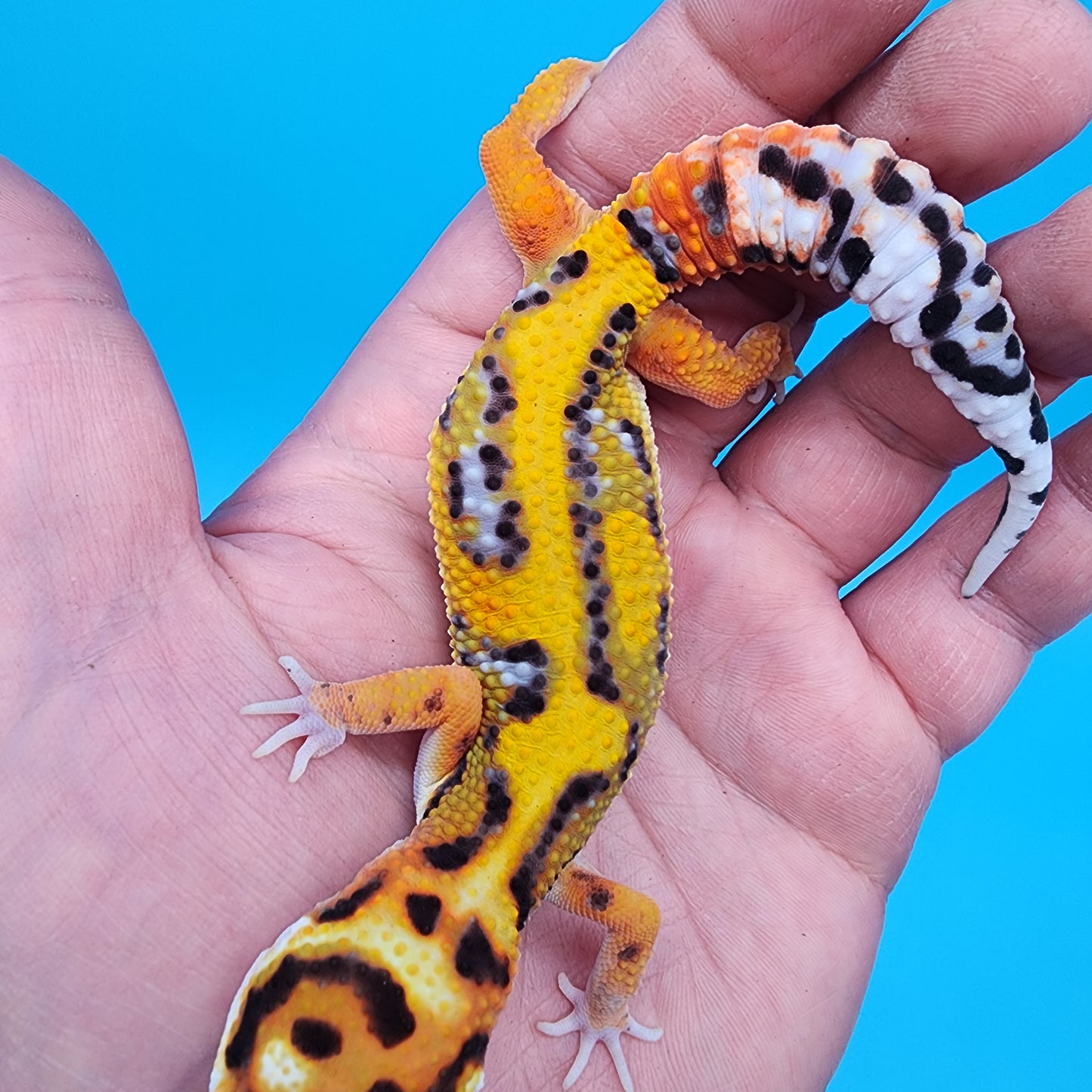 Male Tangerine Bold Halloween Mask Bandit Jungle pos het Tremper Albino Owl Eyes (Snorkel Head Stamp)