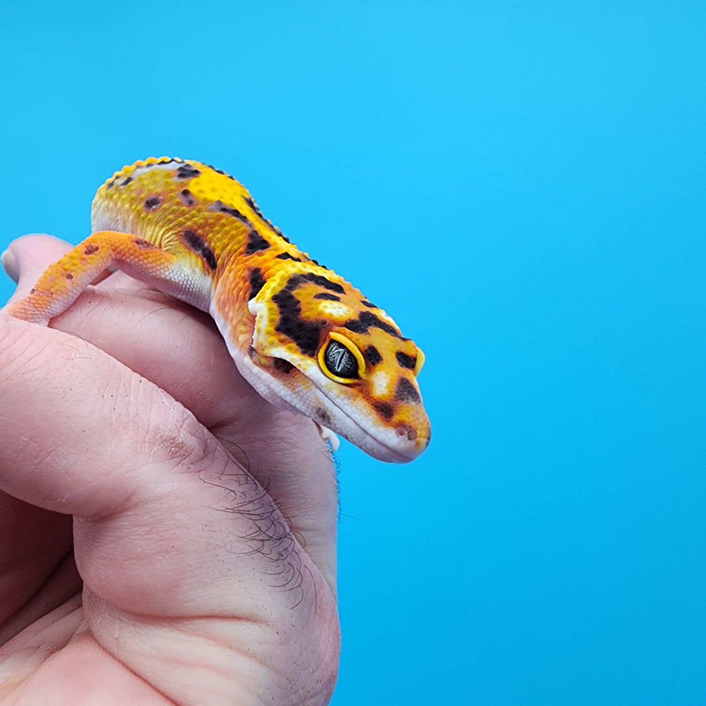 Male Tangerine Bold Halloween Mask Bandit Jungle pos het Tremper Albino Owl Eyes (Snorkel Head Stamp)