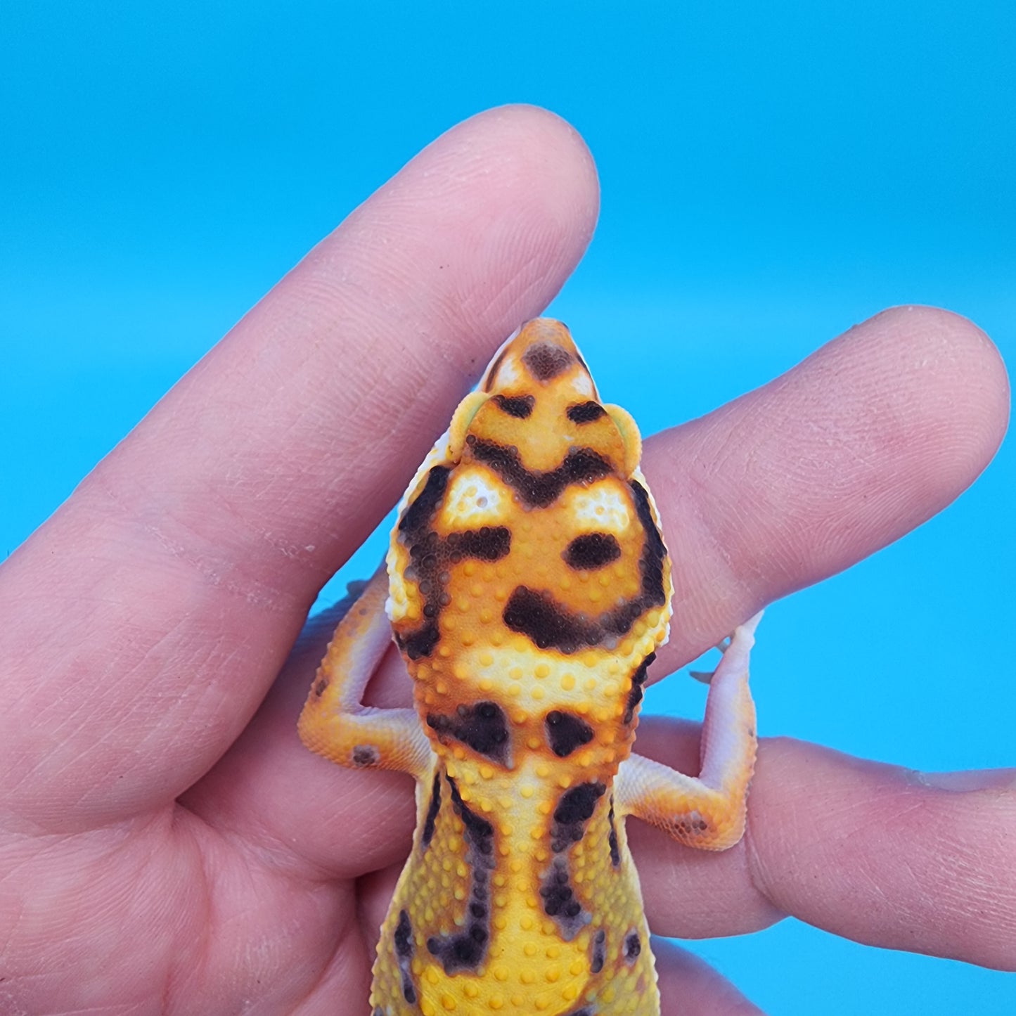 Male Tangerine Bold Halloween Mask Bandit Jungle pos het Tremper Albino Owl Eyes (Snorkel Head Stamp)