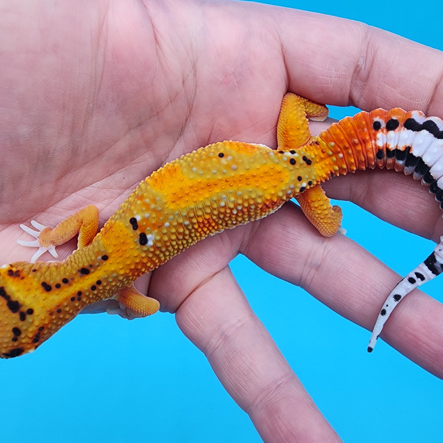 Male Tangerine Bold Emerine Jungle (nice tail stripes!)