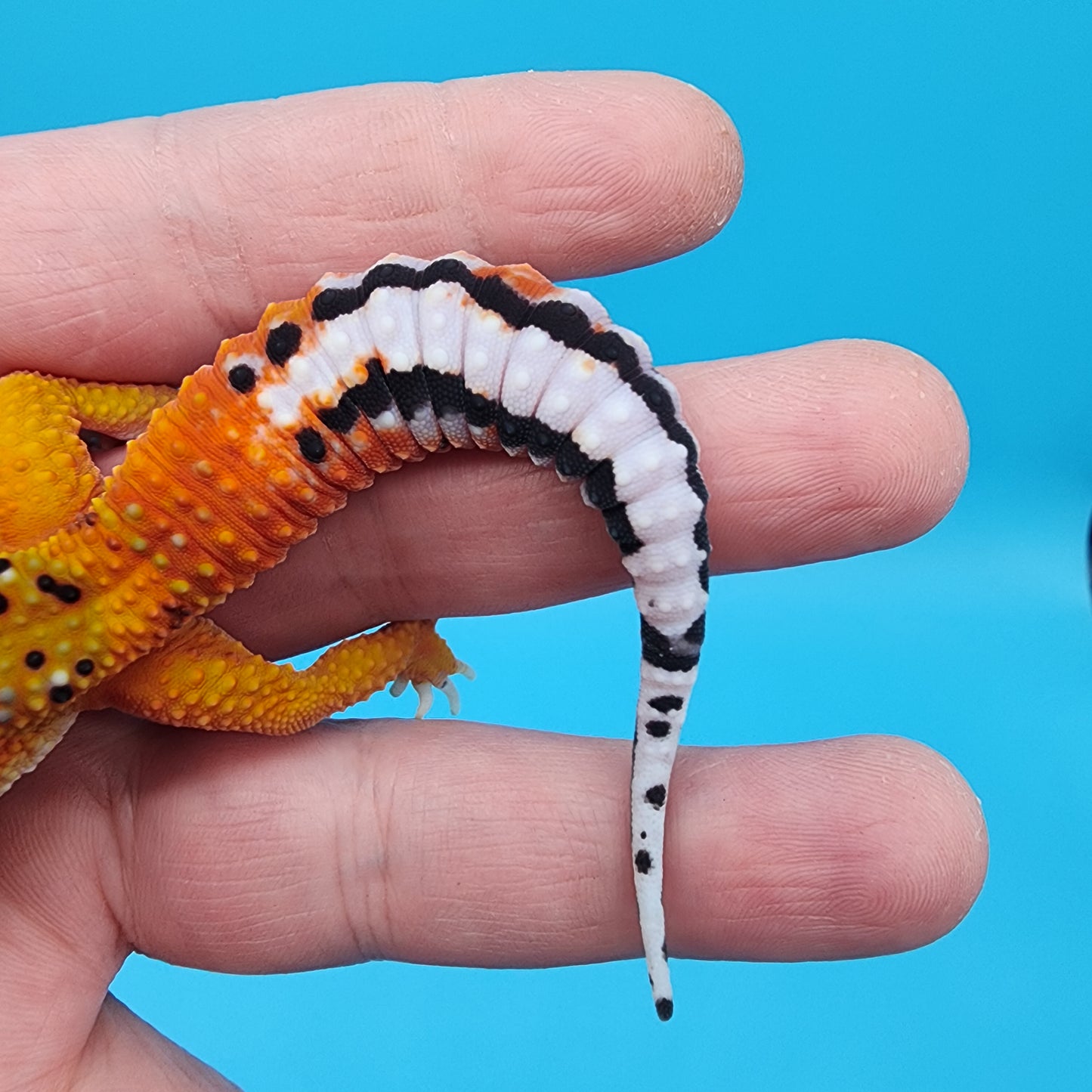 Male Tangerine Bold Emerine Jungle (nice tail stripes!)