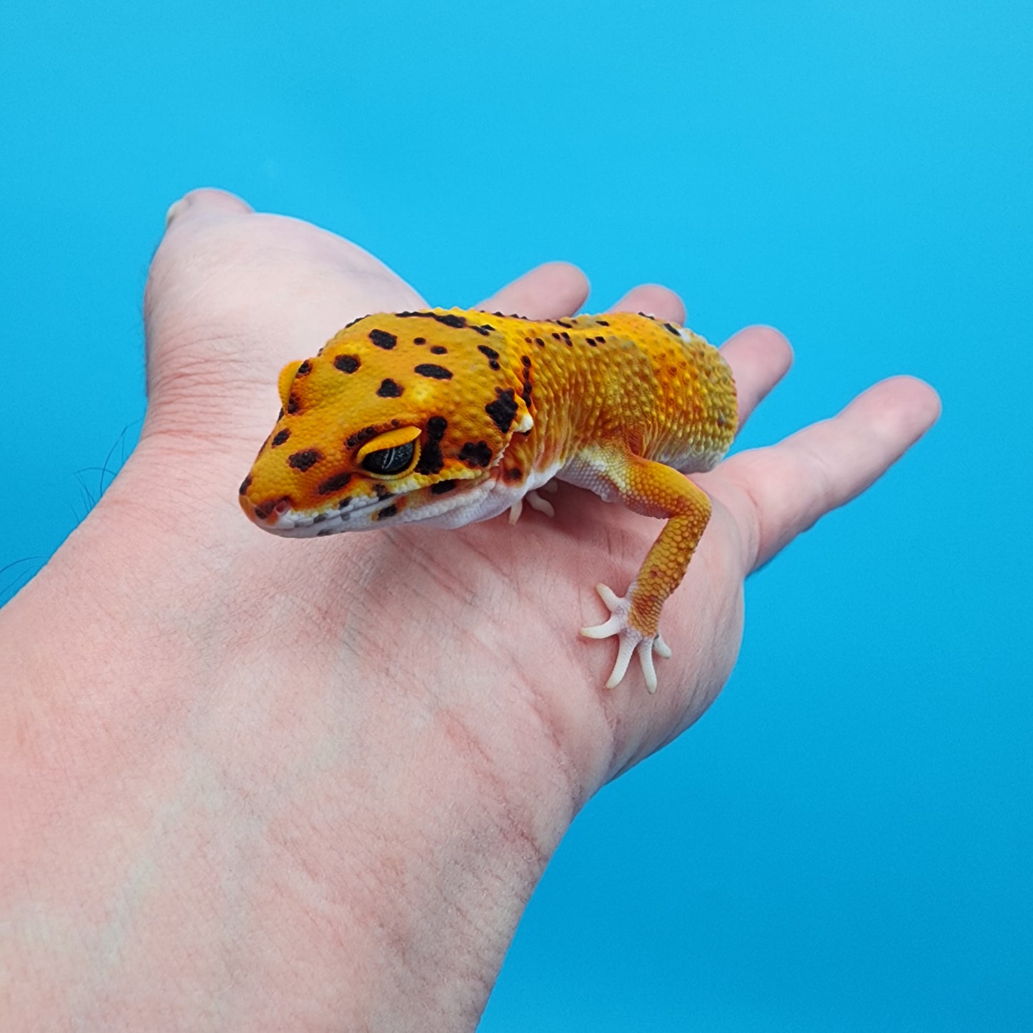 Male Tangerine Bold Emerine Jungle (nice tail stripes!)