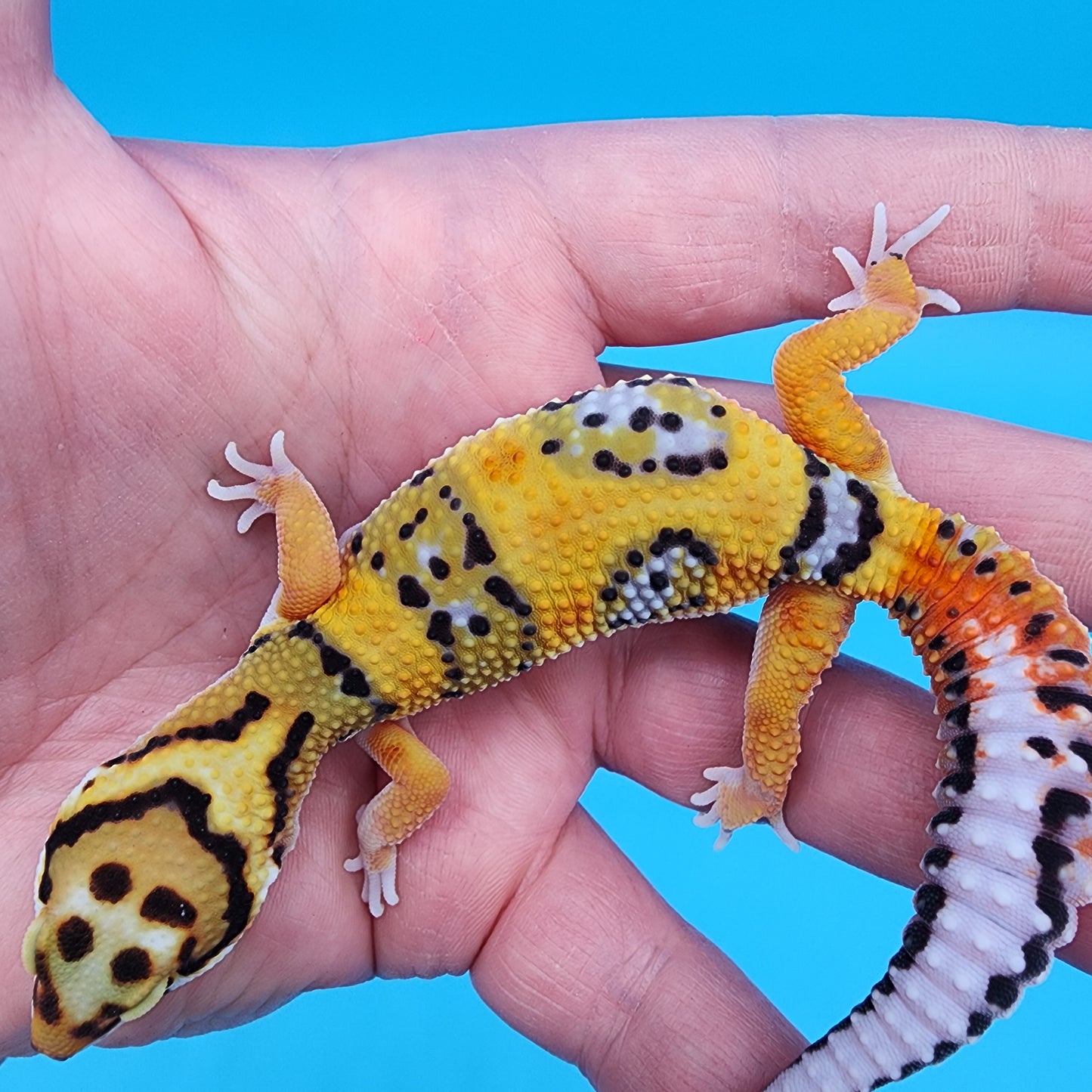 Male Fire Bold Tangerine Bold pos. het Tremper (large necklace)