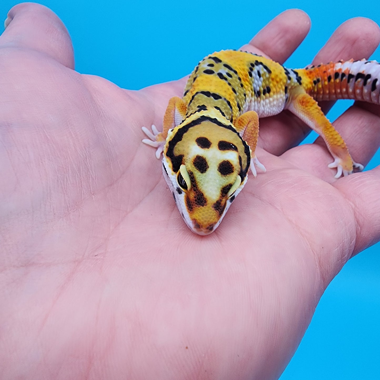 Male Fire Bold Tangerine Bold pos. het Tremper (large necklace)