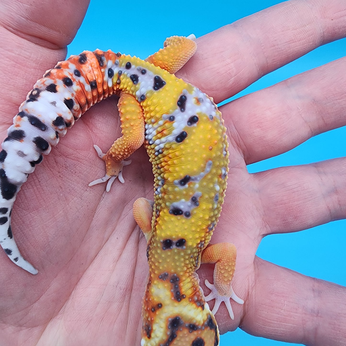 Male Tangerine Bold Bandit Emerine (large necklace)