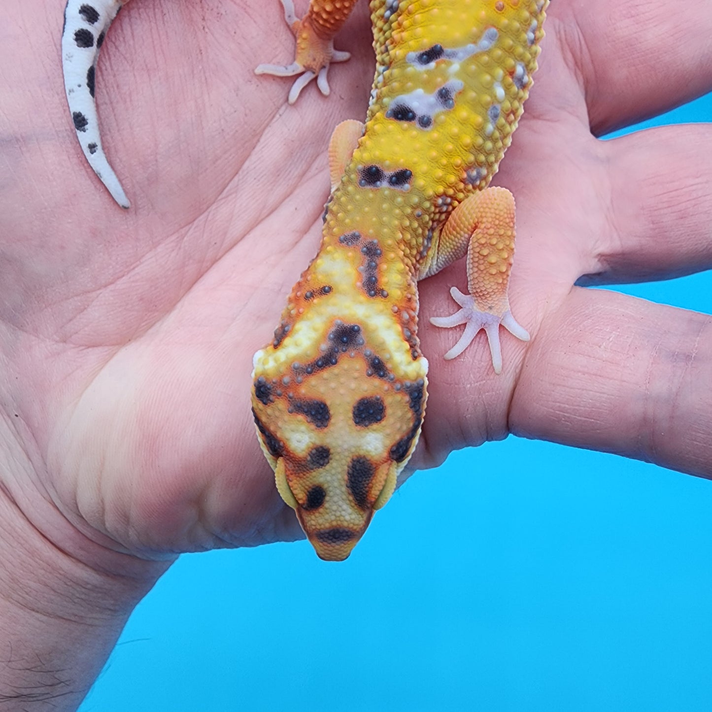 Male Tangerine Bold Bandit Emerine (large necklace)