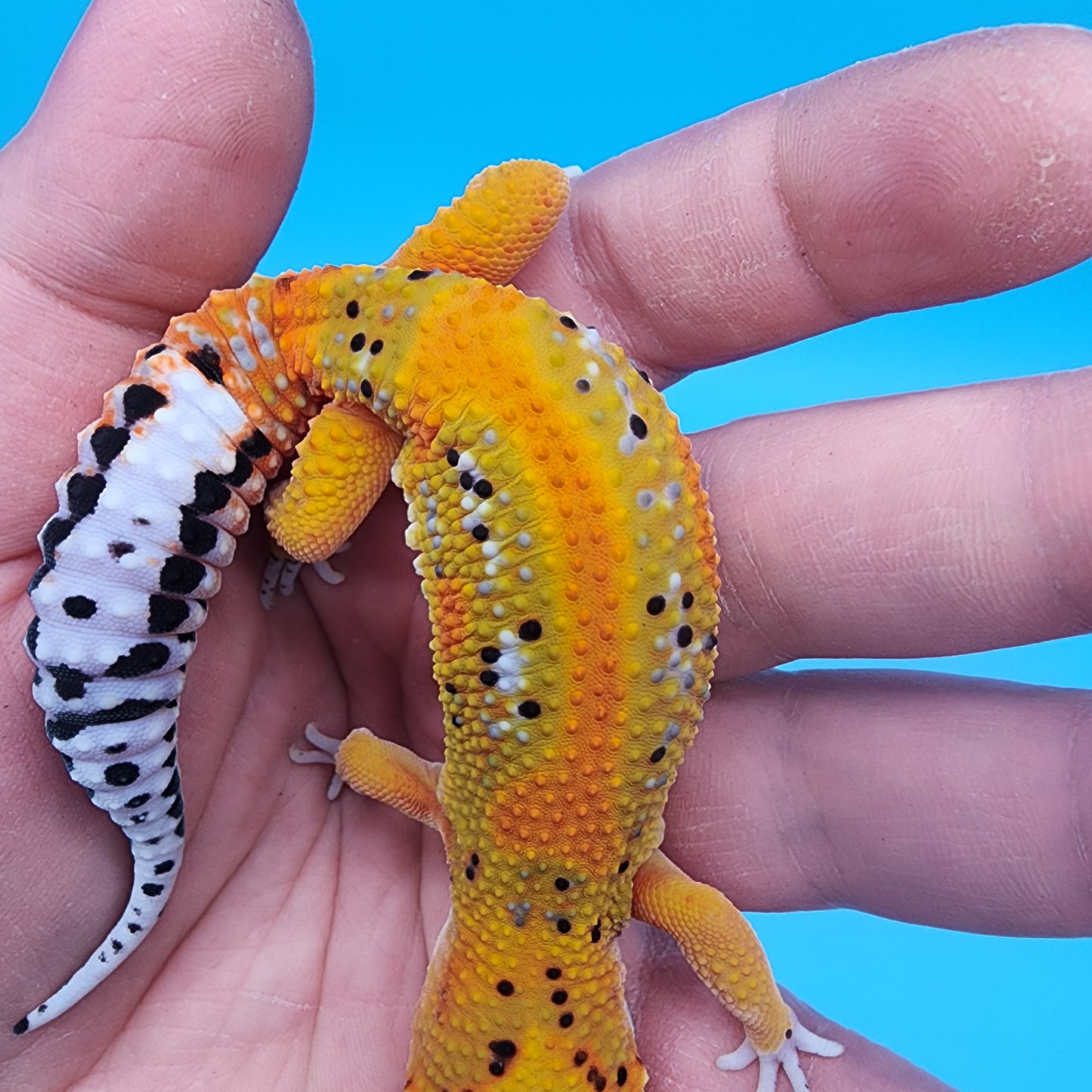Male Tangerine Bold Extreme Emerine