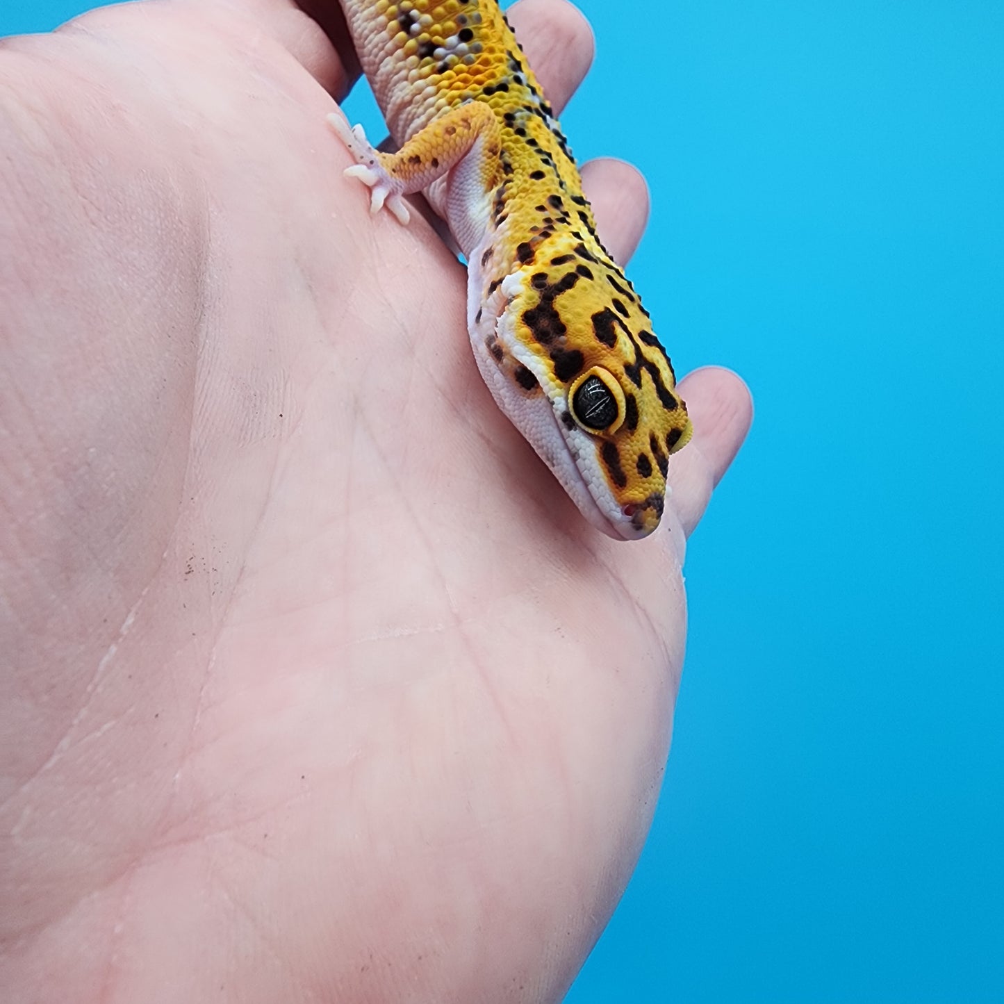 Male Firebold Hyper Jungle Emerine Owl Eyes