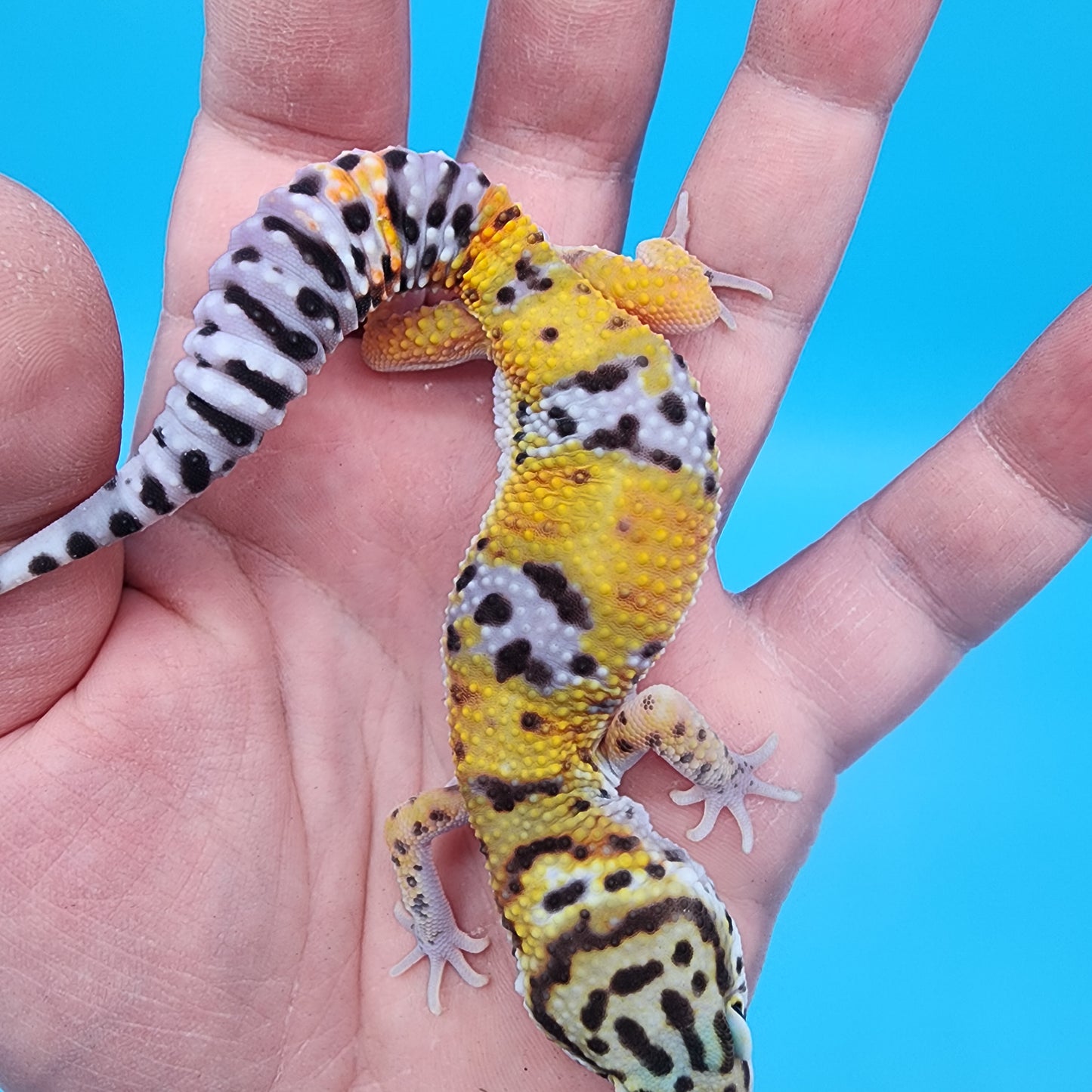 Male 100% het Cipher