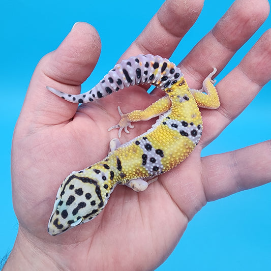 Male 100% het Cipher