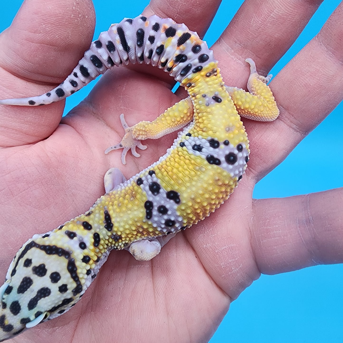 Male 100% het Cipher