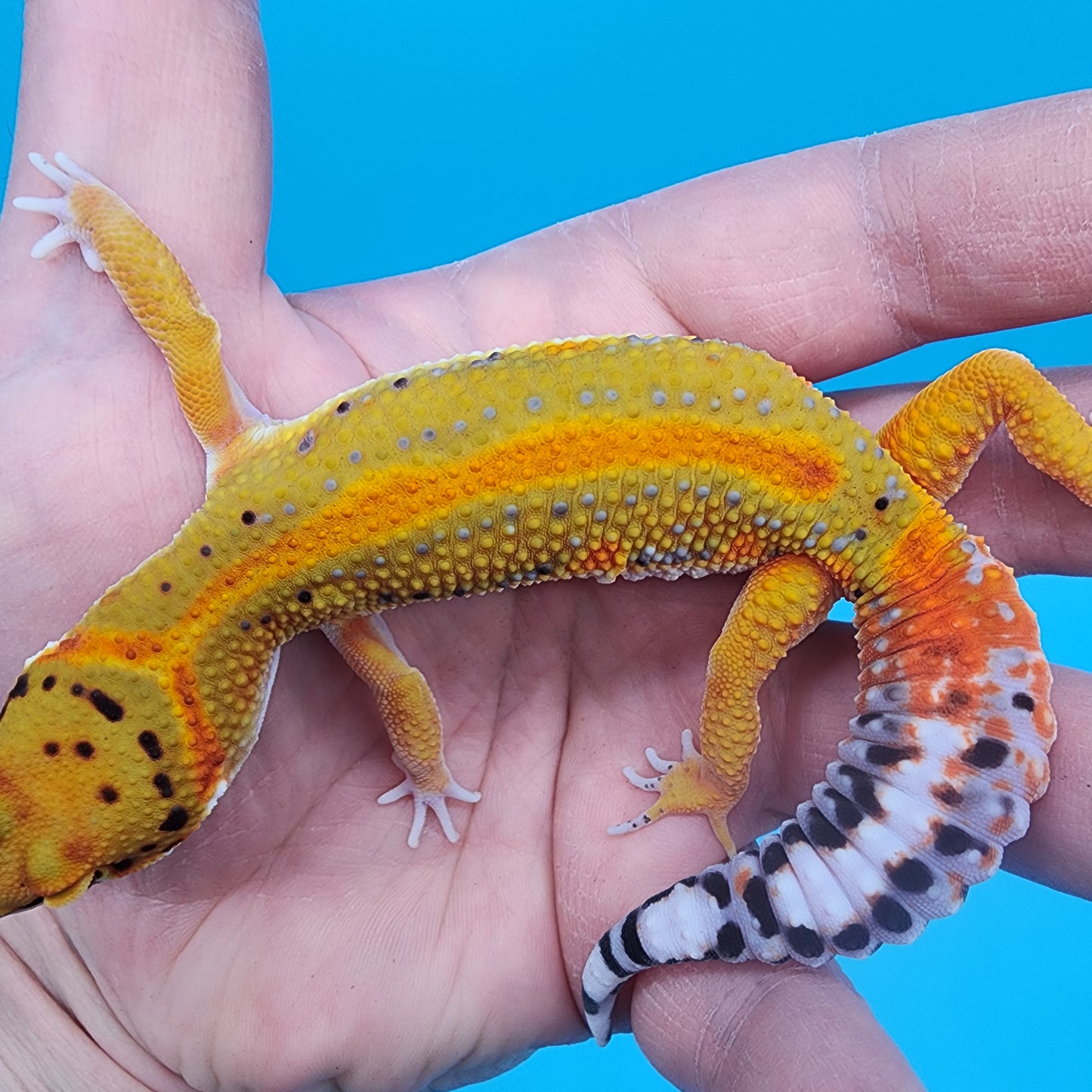 Male Firebold Hyper Emerine