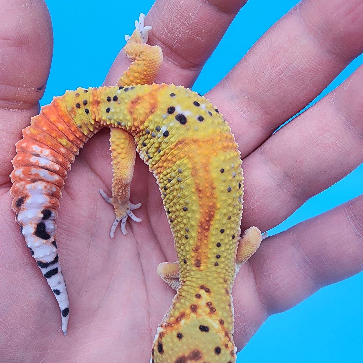 Male Clown Blood Emerine