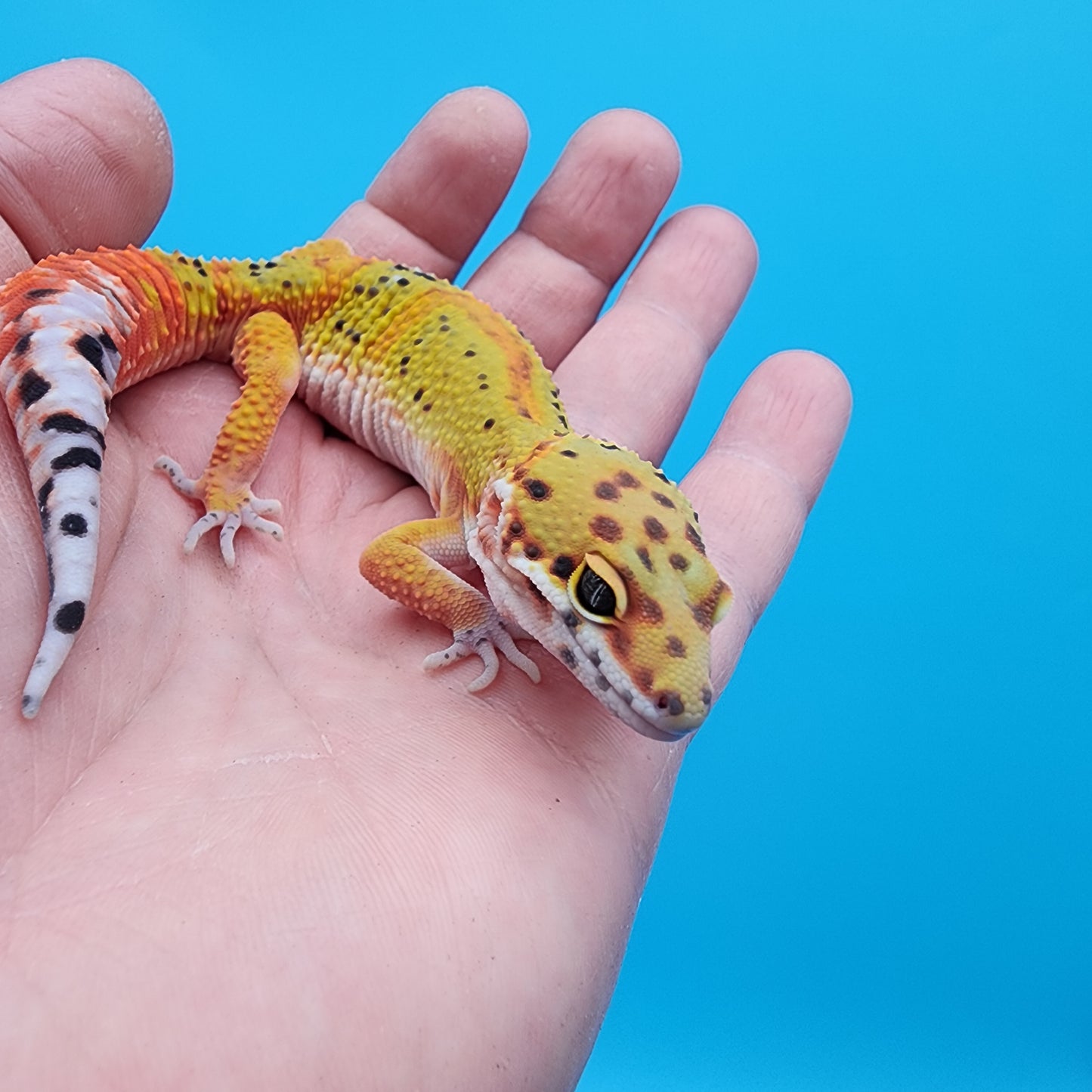 Male Clown Blood Emerine