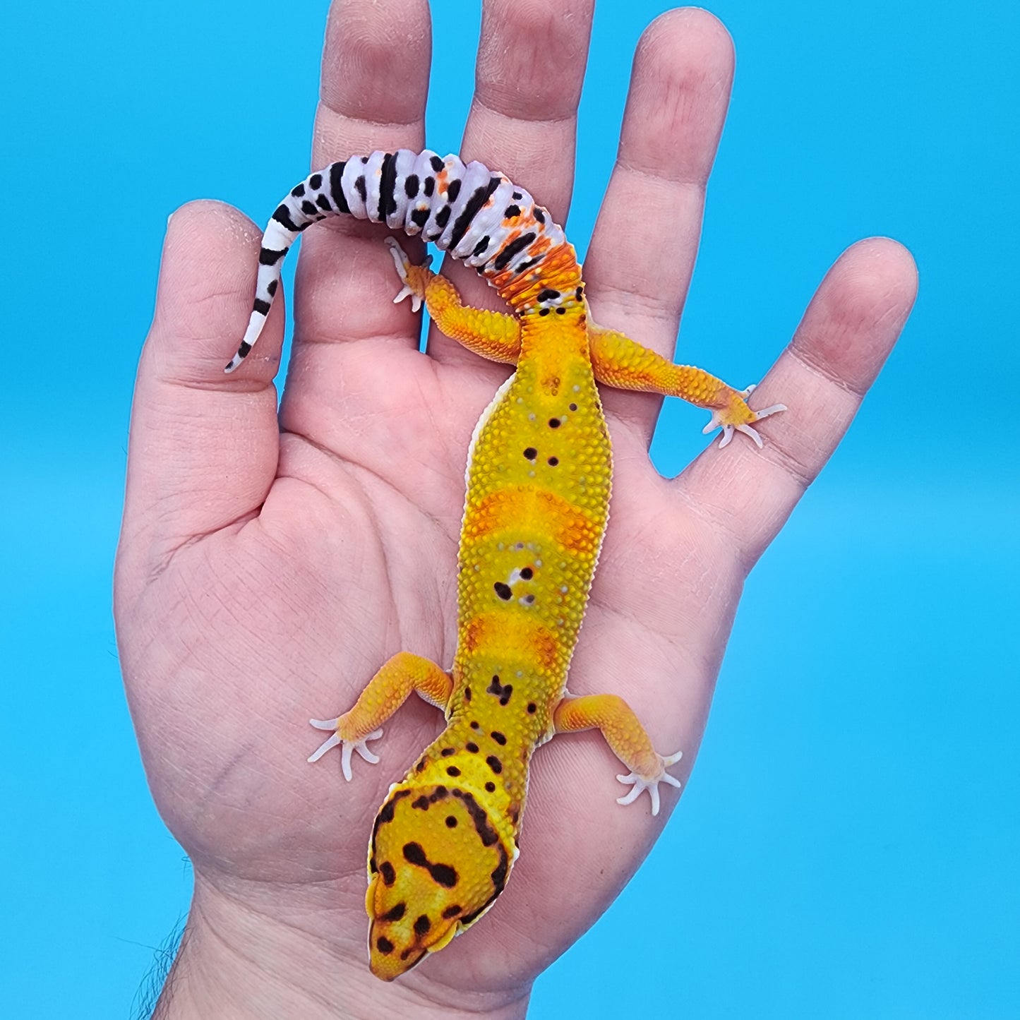 Male Tangerine Bold Emerine
