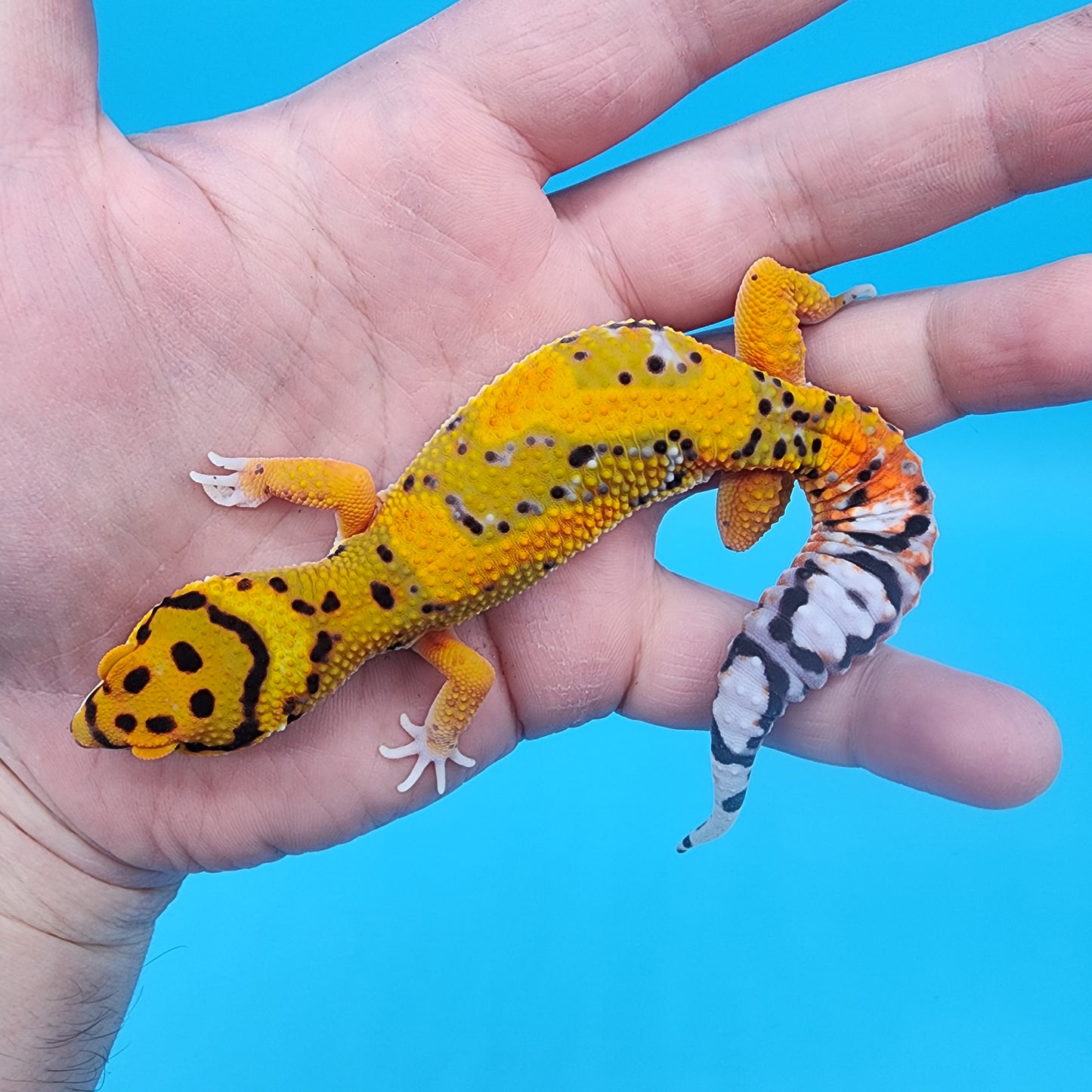 Male Tangerine Bold Extreme Emerine Jungle