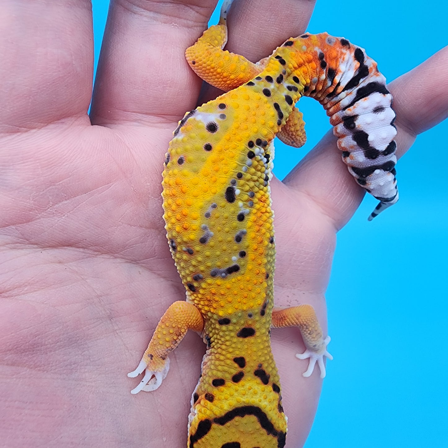 Male Tangerine Bold Extreme Emerine Jungle