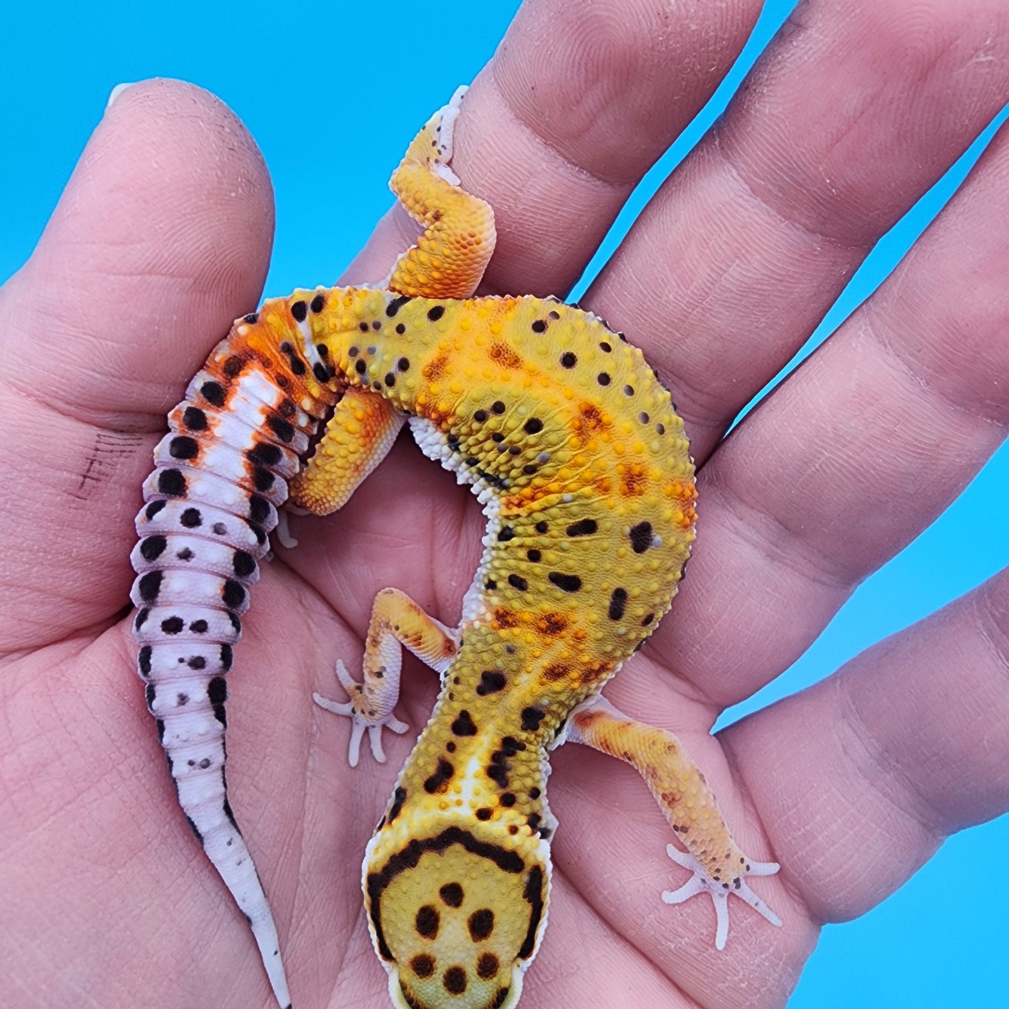 Male Firebold Emerine