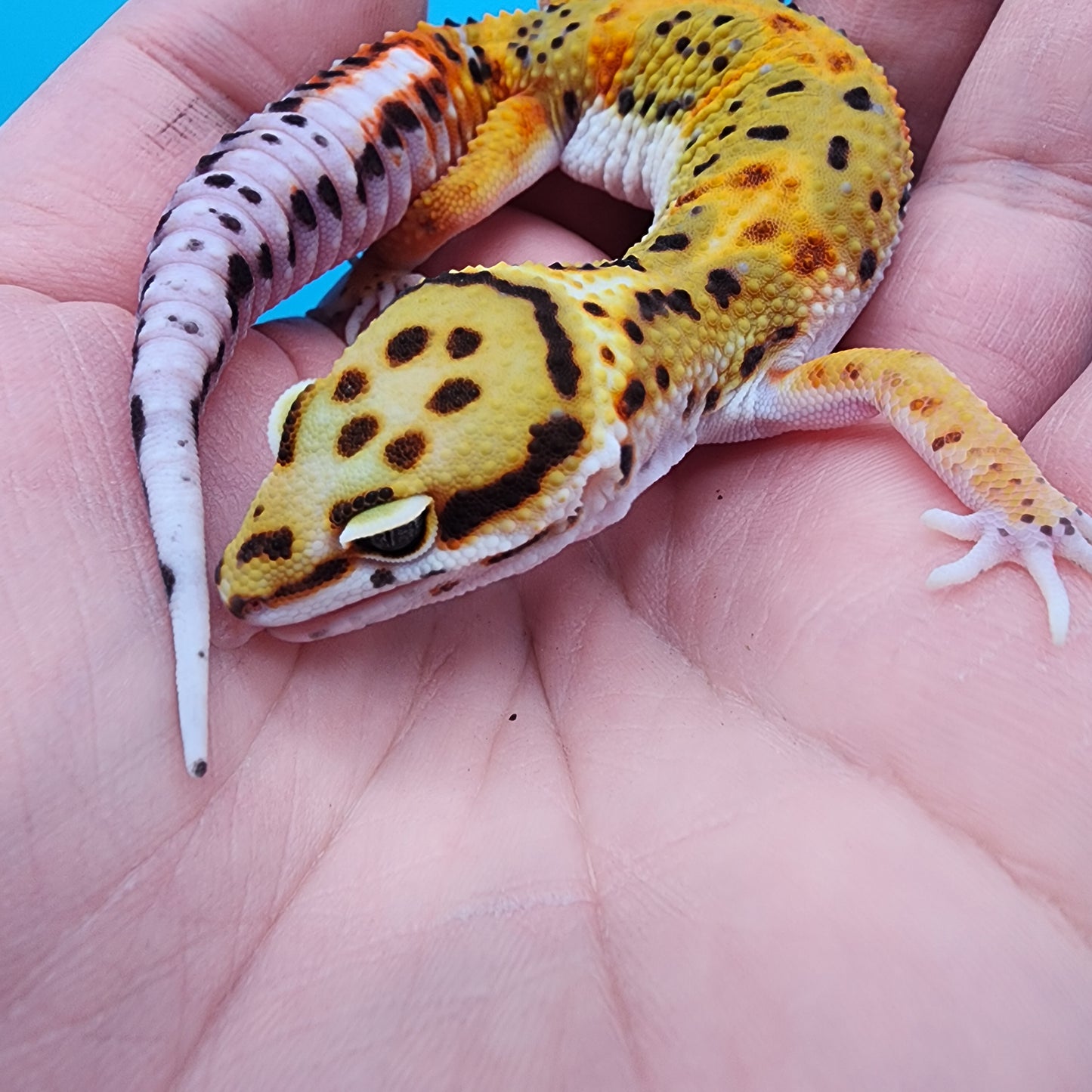 Male Firebold Emerine