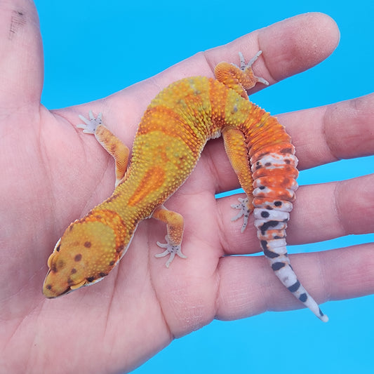 Male Clown Blood Emerine (tiny tiny curve at tail tip)