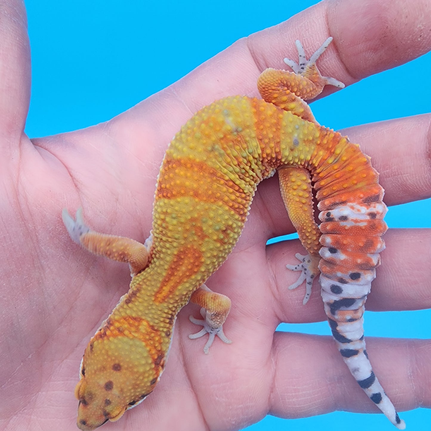 Male Clown Blood Emerine (tiny tiny curve at tail tip)